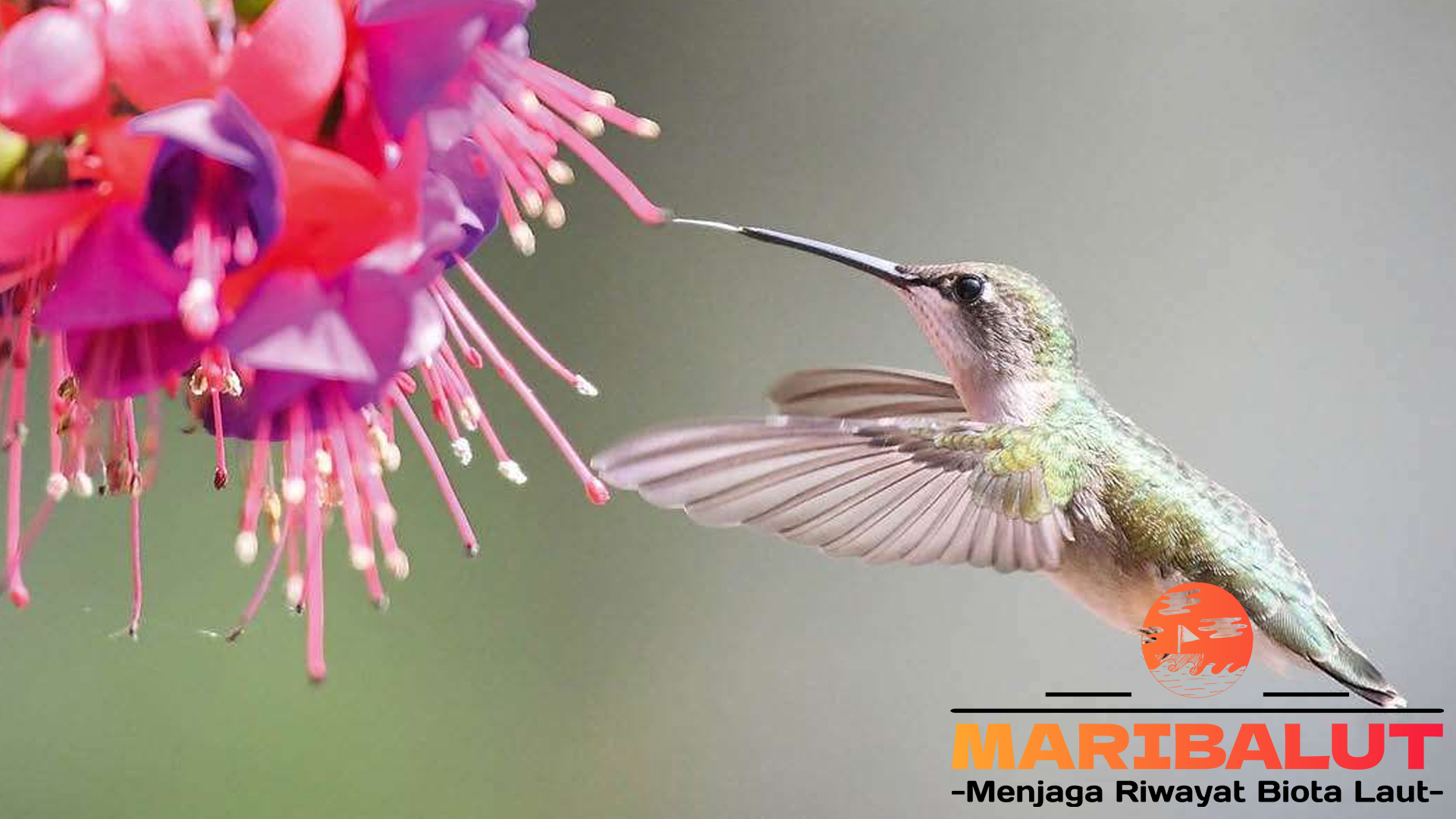 Pesona Burung Kolibri: Makhluk Kecil yang Menawan Hati