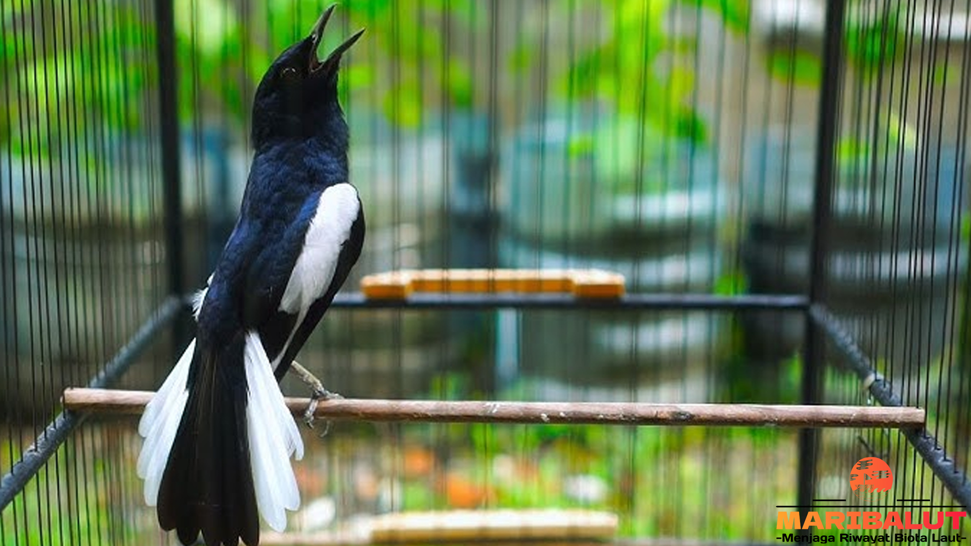 Mengenal Lebih Dekat Burung Kacer, Si Raja Pencetak Suara
