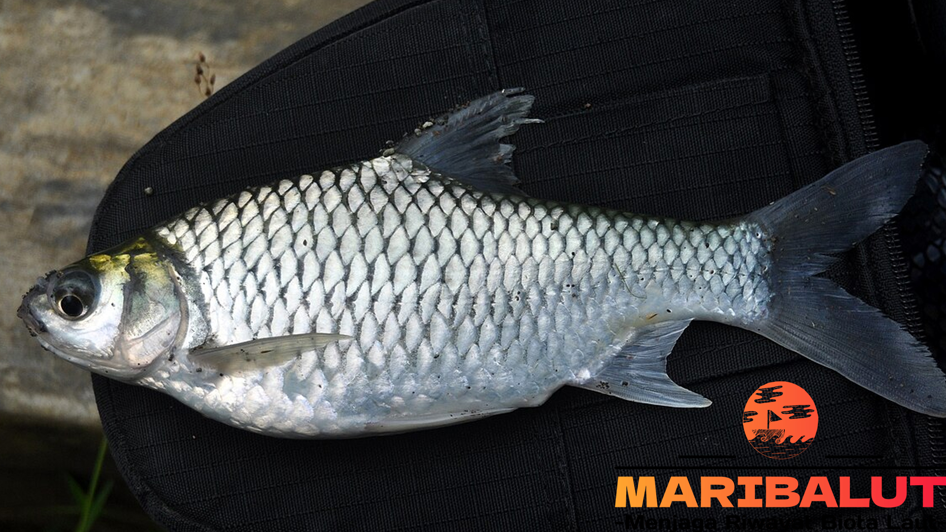 Potensi Ikan Tawes dalam Akuakultur Indonesia