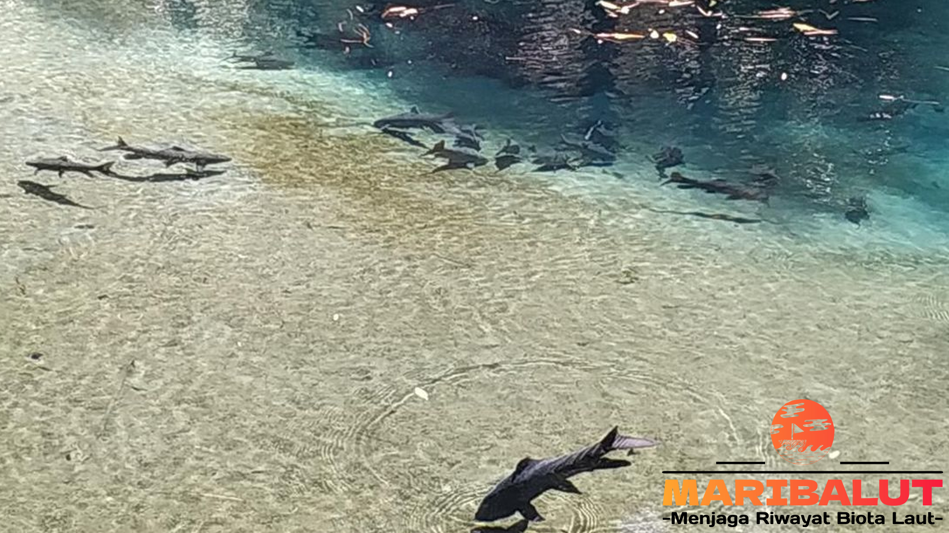 Ikan Sengkaring: Spesies Endemik yang Perlu Dilestarikan