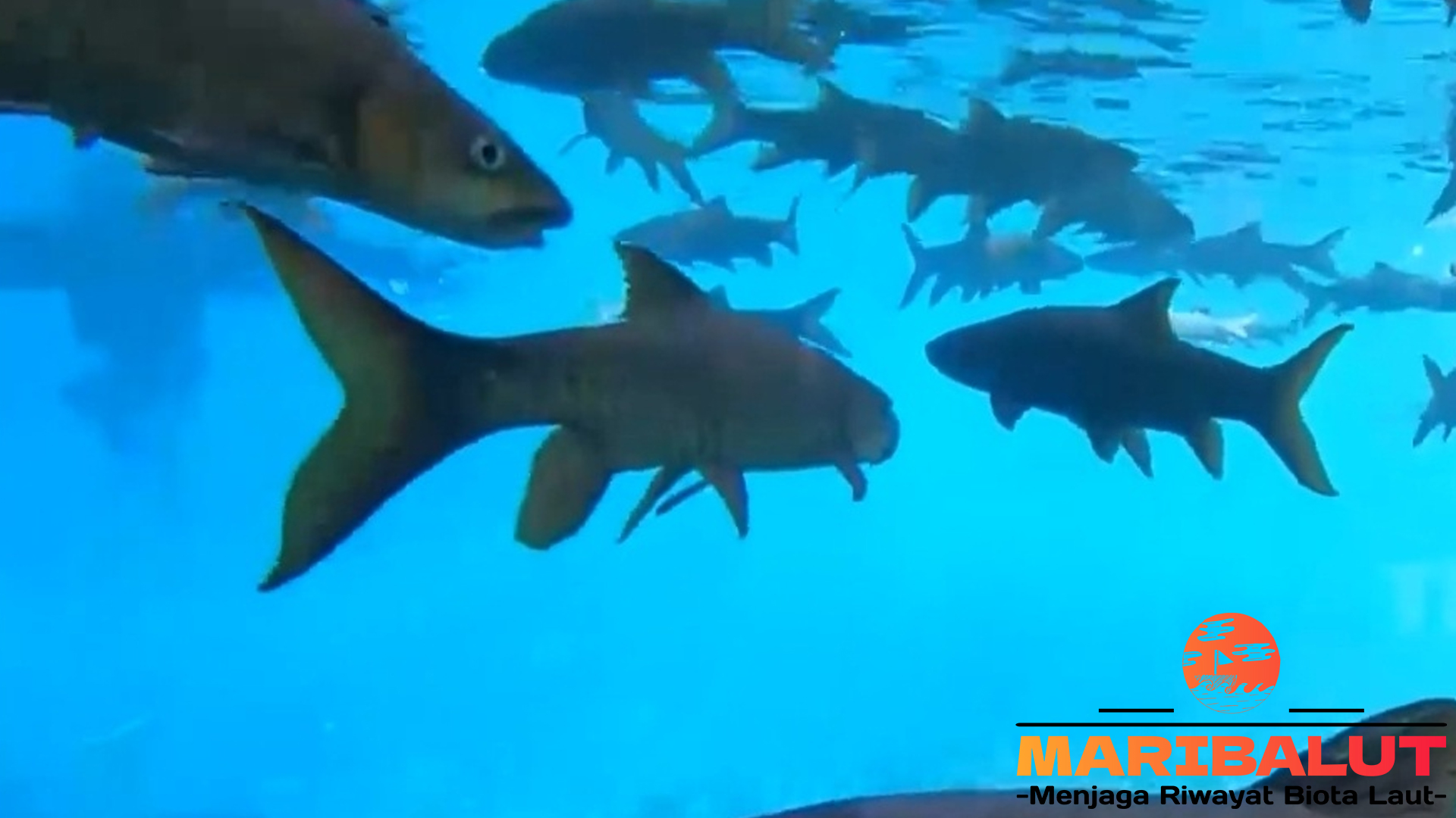 Ikan Sengkaring: Spesies Endemik yang Perlu Dilestarikan