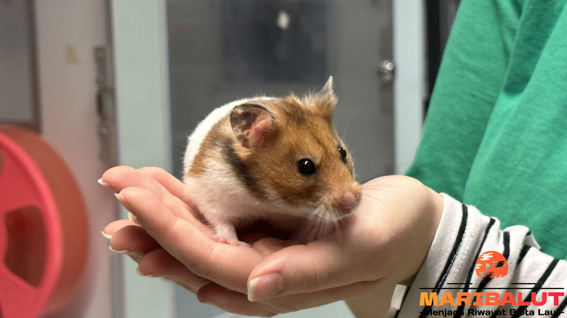 Keajaiban Hamster: Hewan Kecil yang Penuh Keunikan