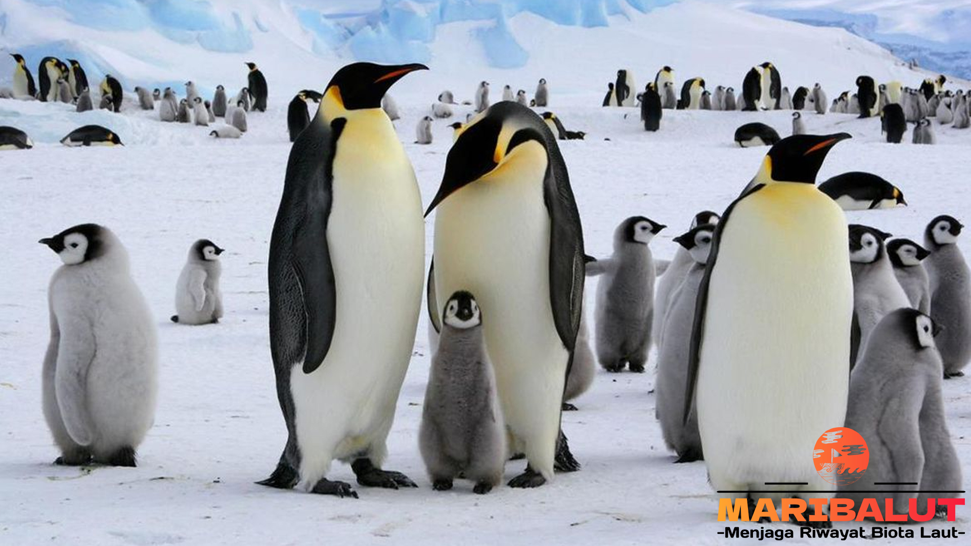 Penguin Kaisar: Raja Antartika dengan Gaya Hidup Luar Biasa