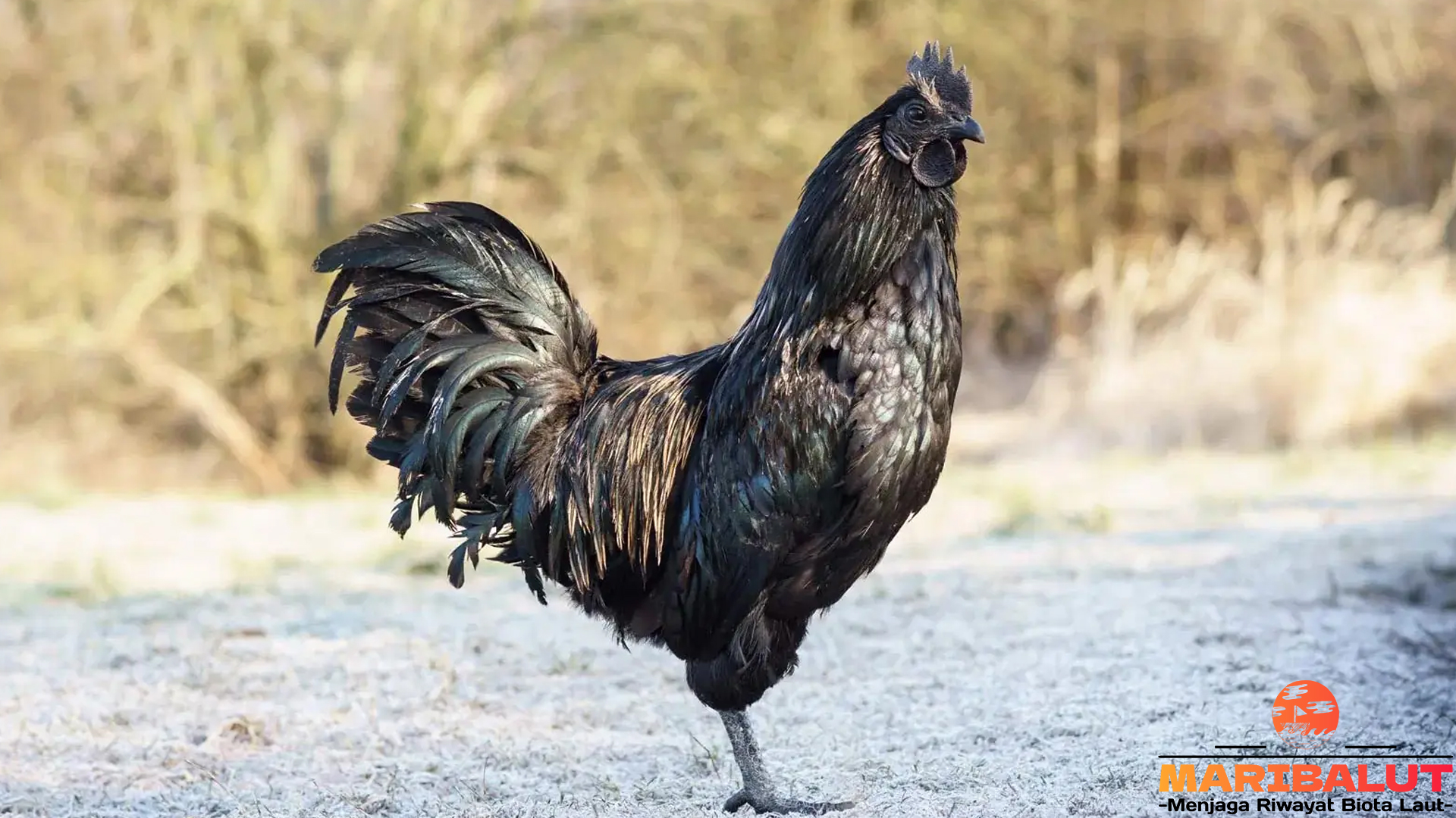 Ayam Kedu: Mengenal Ciri Khas dan Keunggulannya