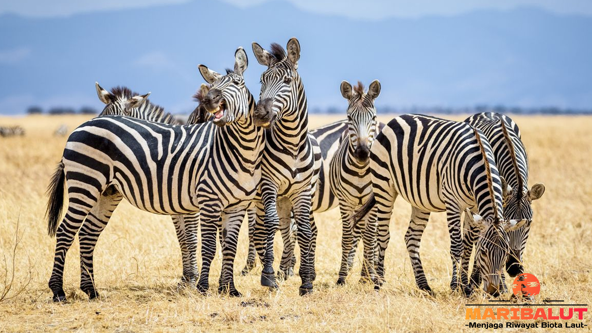 Zebra: Mengenal Lebih Dekat Hewan Bertubuh Garis Hitam-Putih