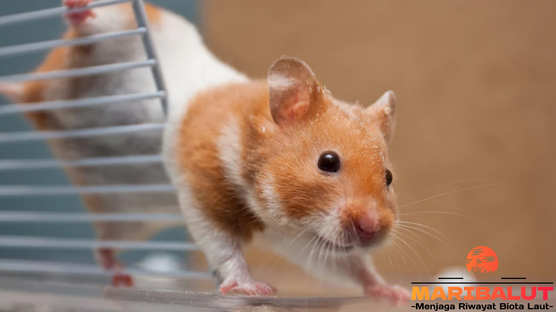 Keajaiban Hamster: Hewan Kecil yang Penuh Keunikan