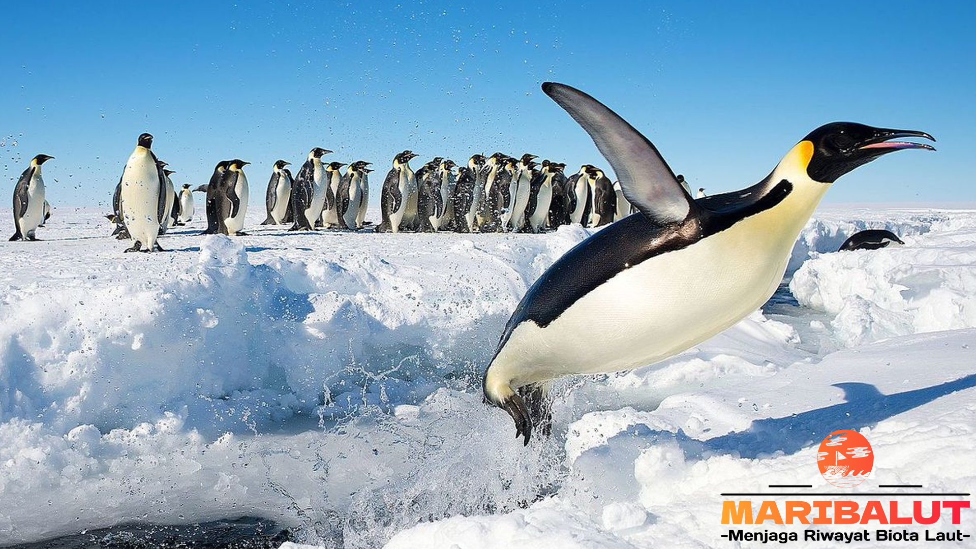 Penguin Kaisar: Raja Antartika dengan Gaya Hidup Luar Biasa