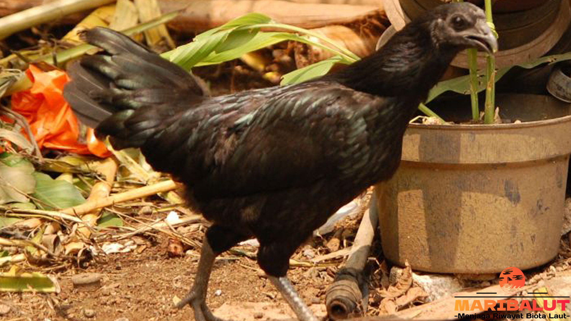 Ayam Kedu: Mengenal Ciri Khas dan Keunggulannya
