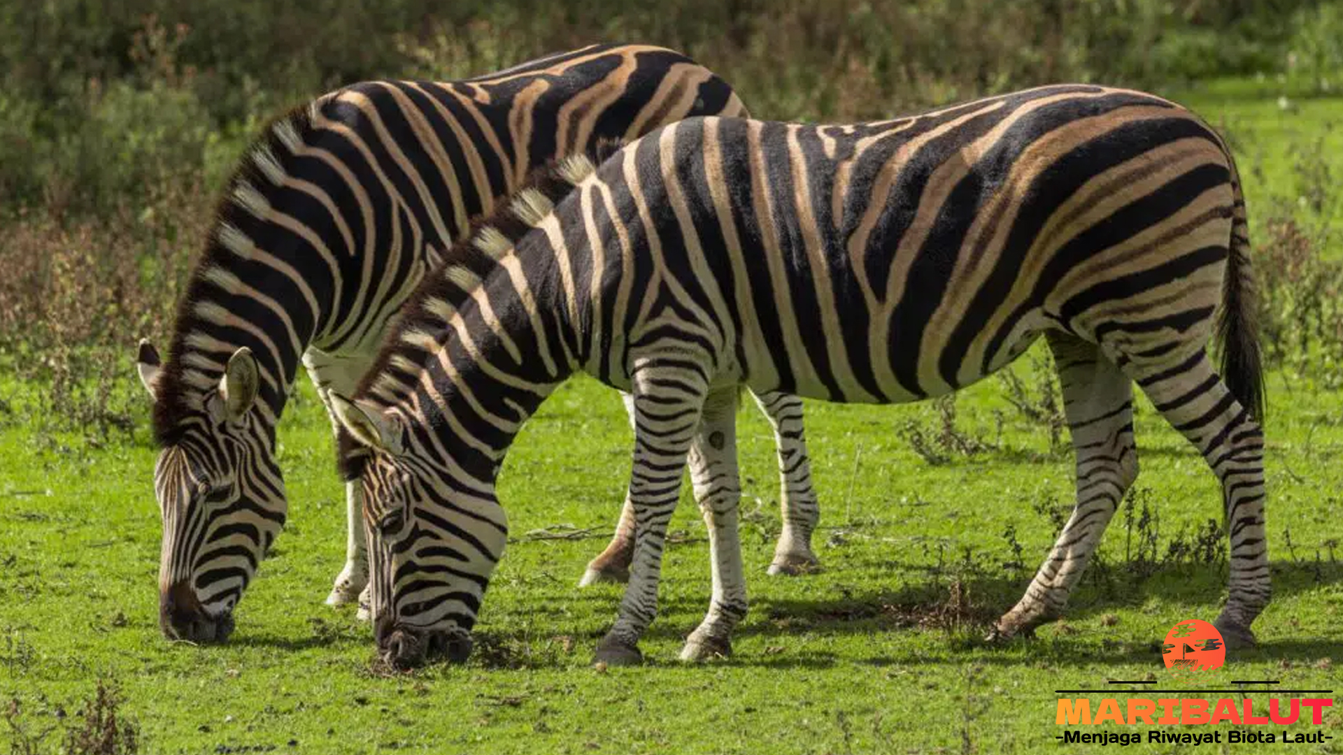 Zebra: Mengenal Lebih Dekat Hewan Bertubuh Garis Hitam-Putih