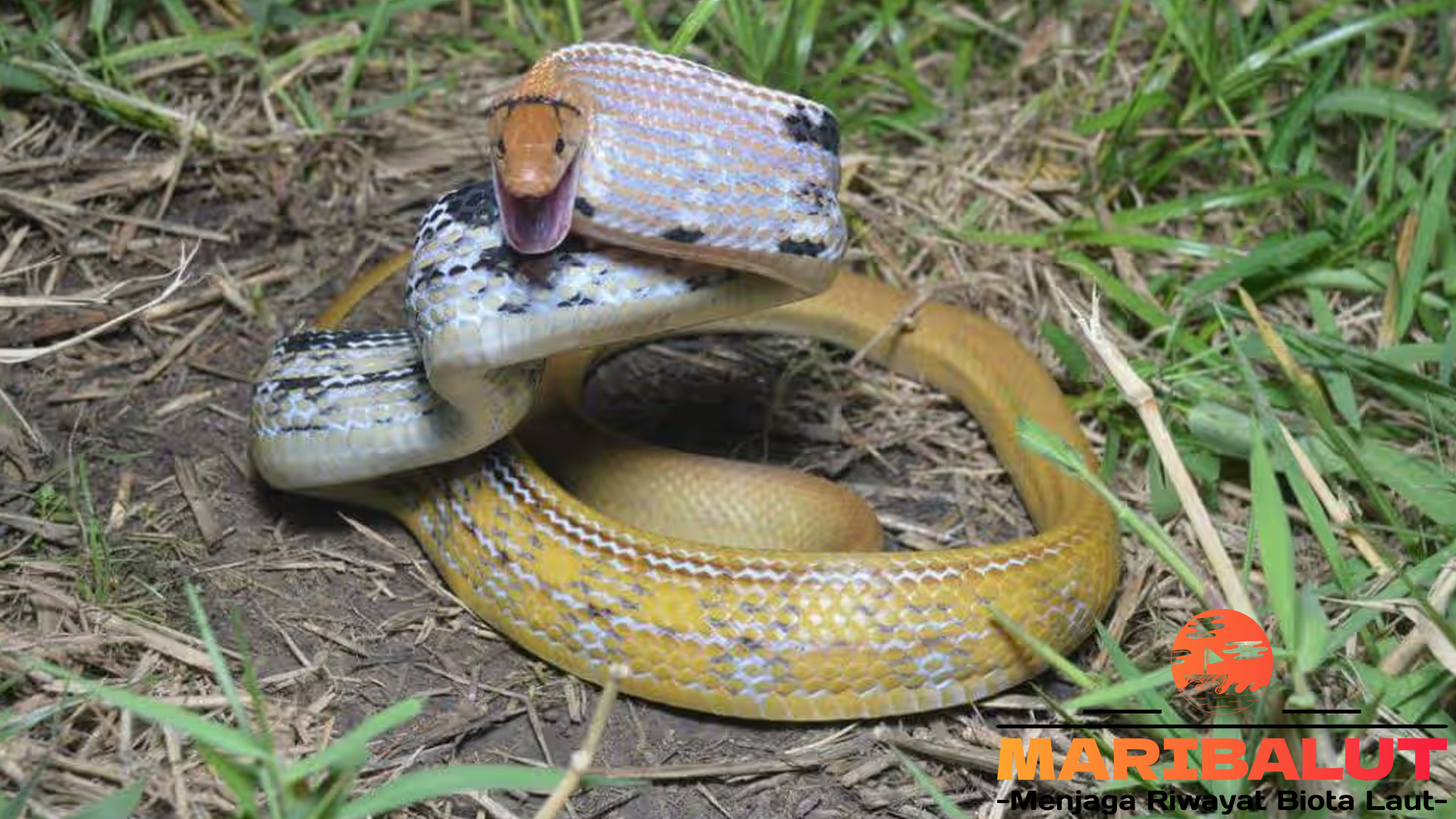Konservasi Ular Lanang: Melestarikan Sang Predator Alami