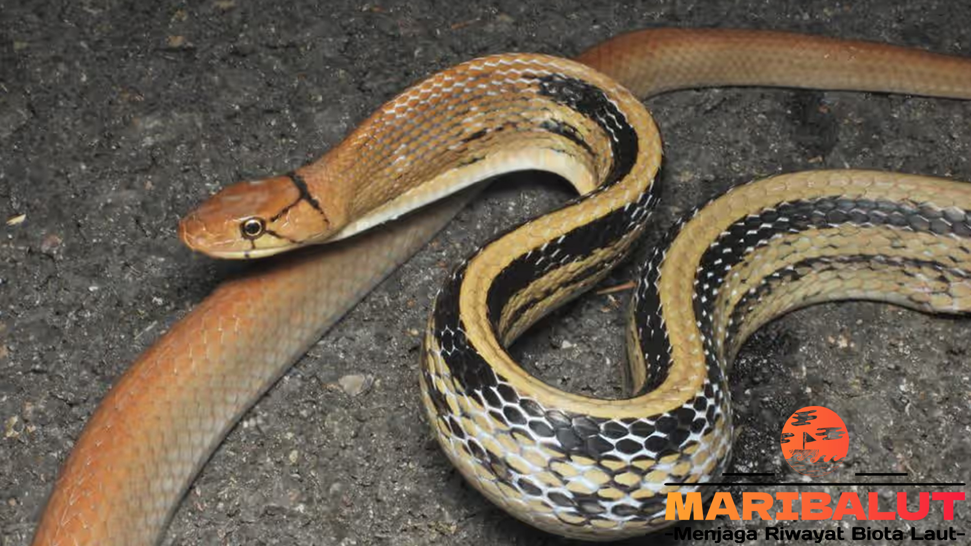 Konservasi Ular Lanang: Melestarikan Sang Predator Alami
