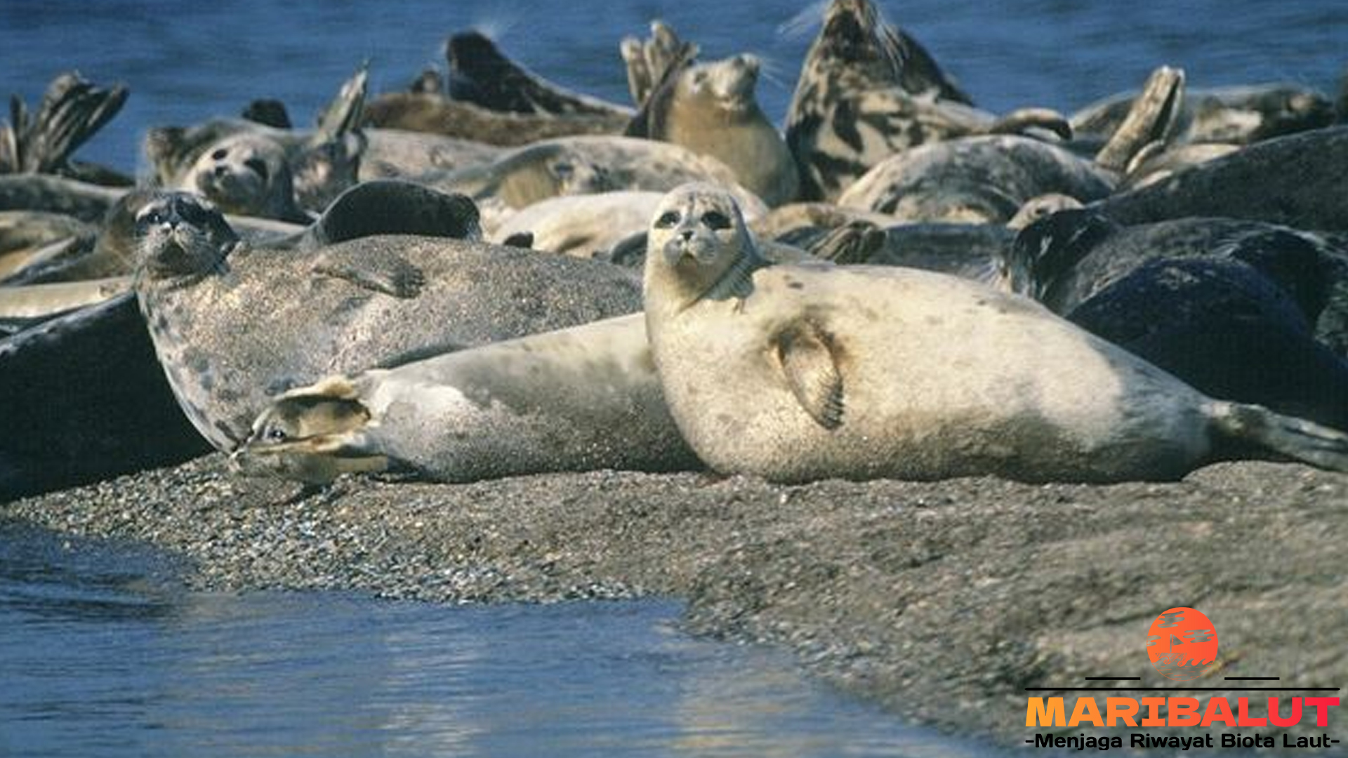 Cerita di Balik Migrasi Anjing Laut: Perjalanan Ribuan Kilometer