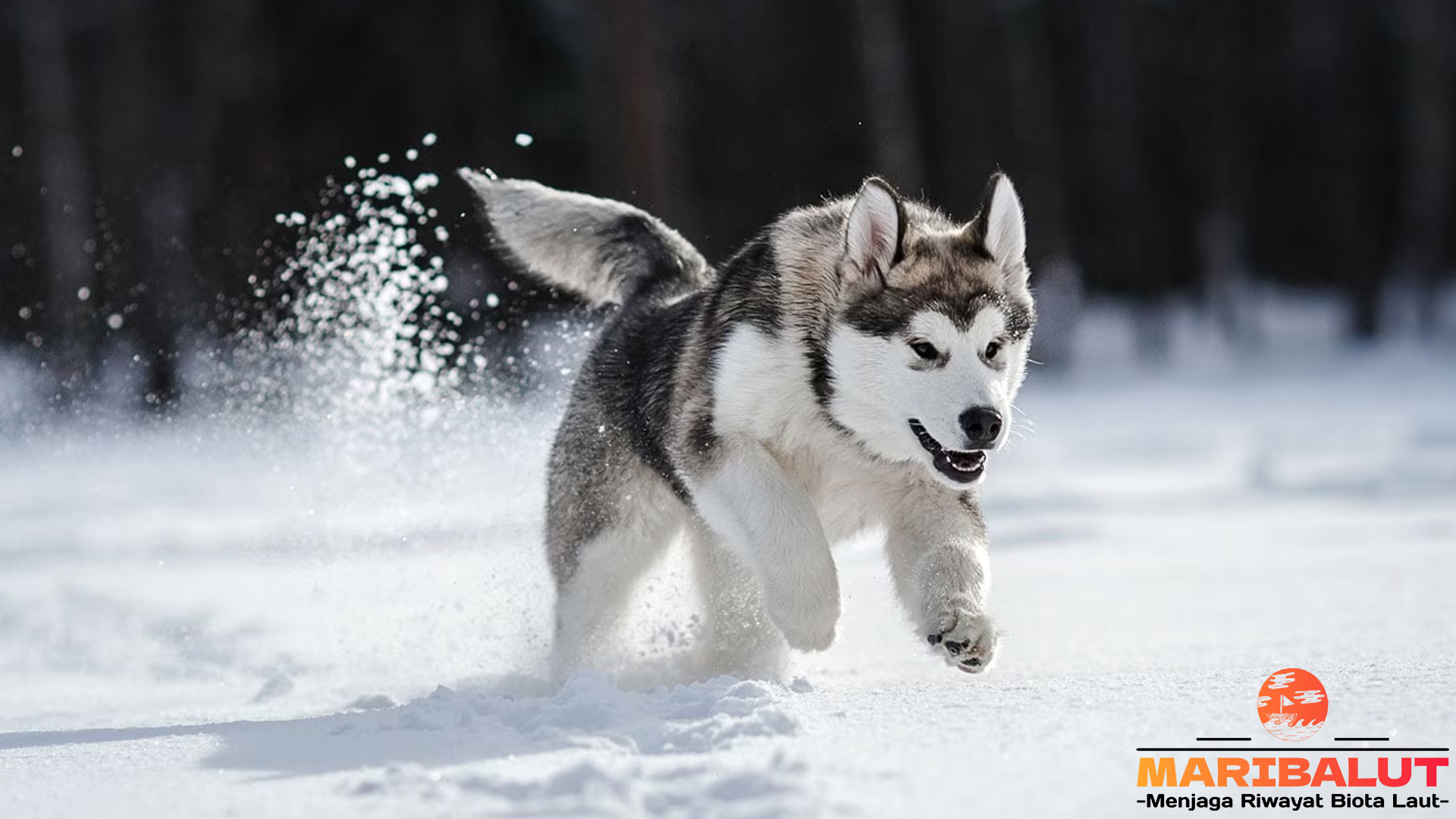 Husky Siberia: Ras Anjing Berkarakter Kuat dan Menawan