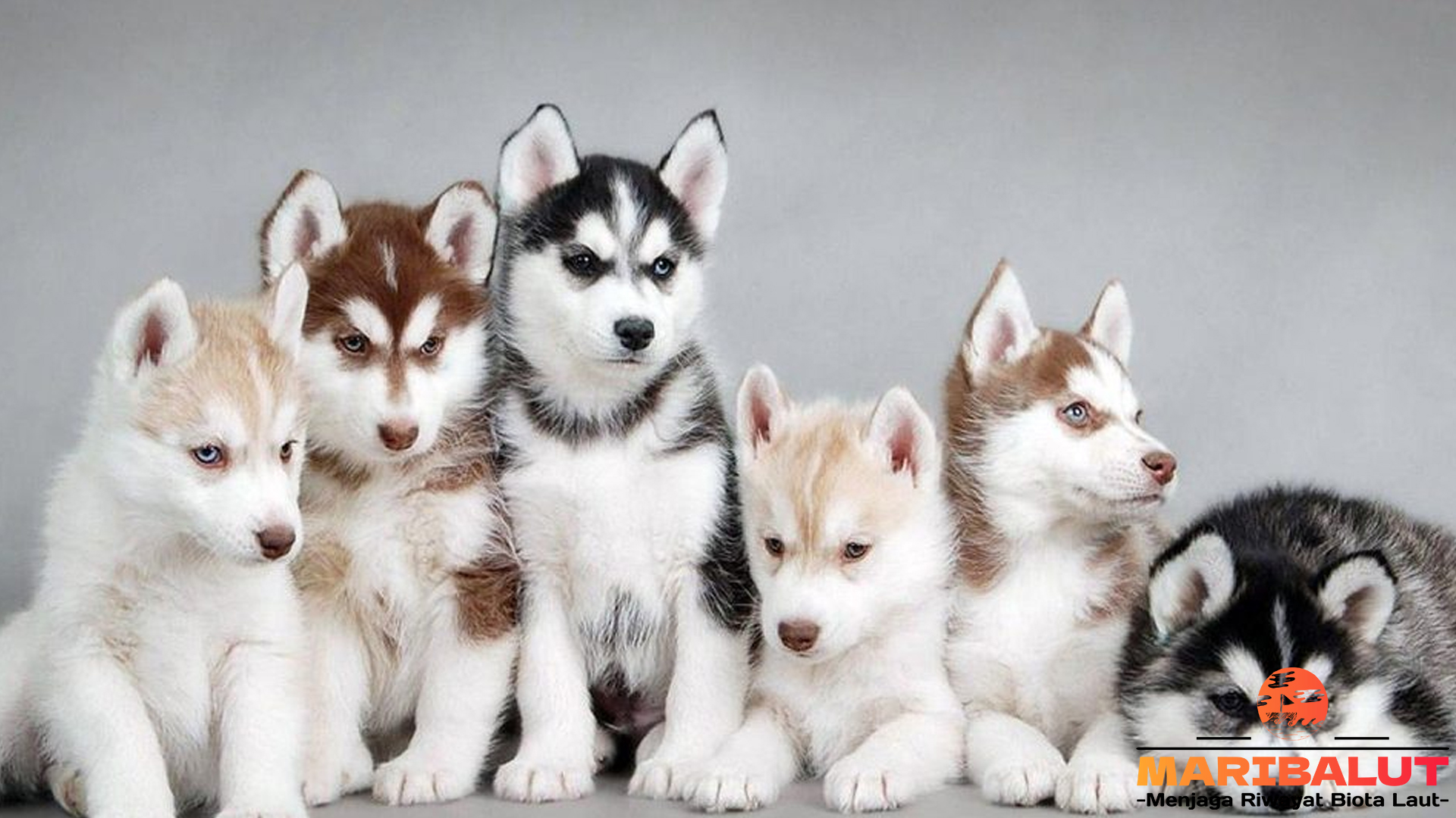 Husky Siberia: Ras Anjing Berkarakter Kuat dan Menawan