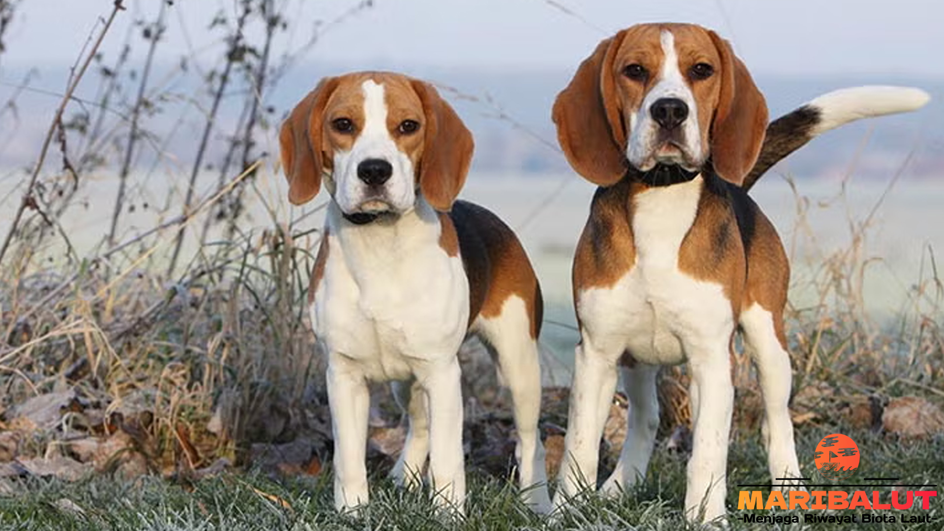 Kepribadian Beagle: Mengapa Mereka Cocok untuk Keluarga?