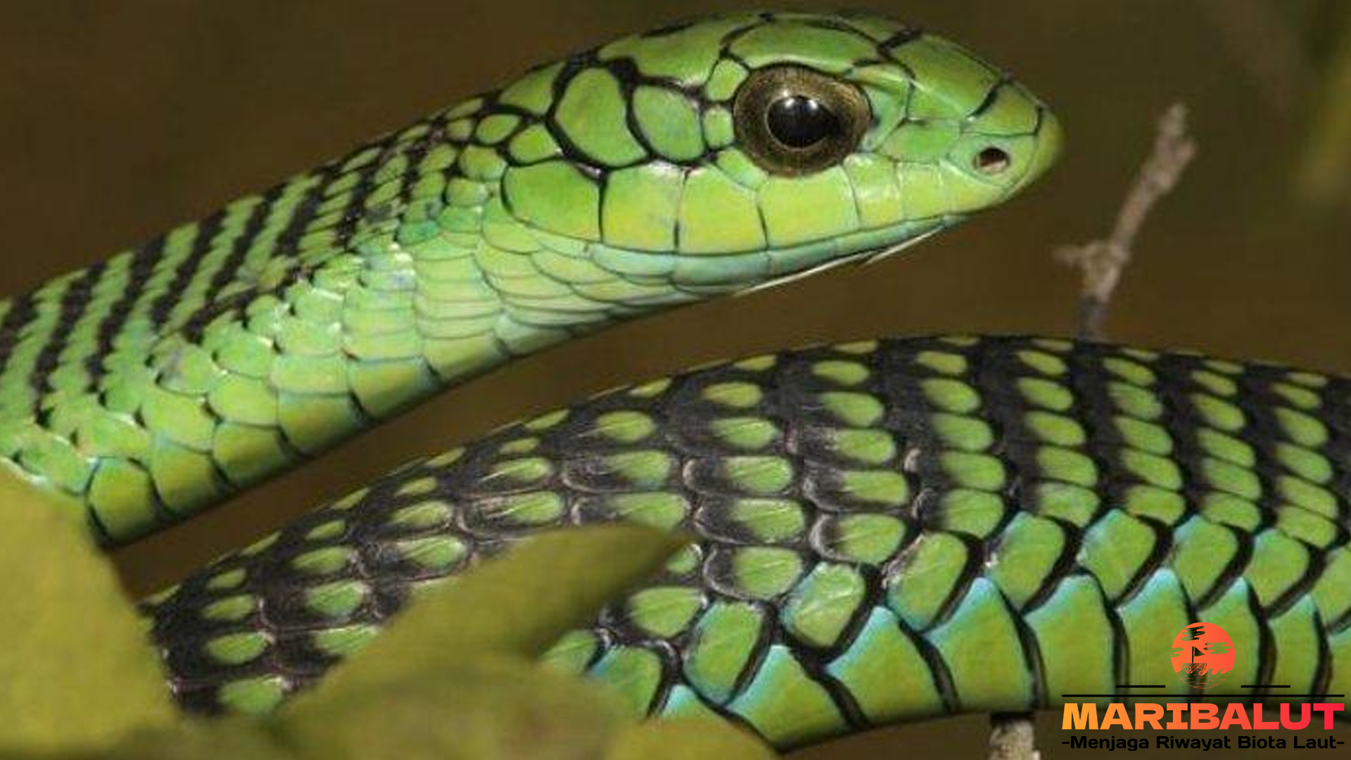 Mengenal Ular Boomslang: Si Pembunuh Tersembunyi di Alam Liar