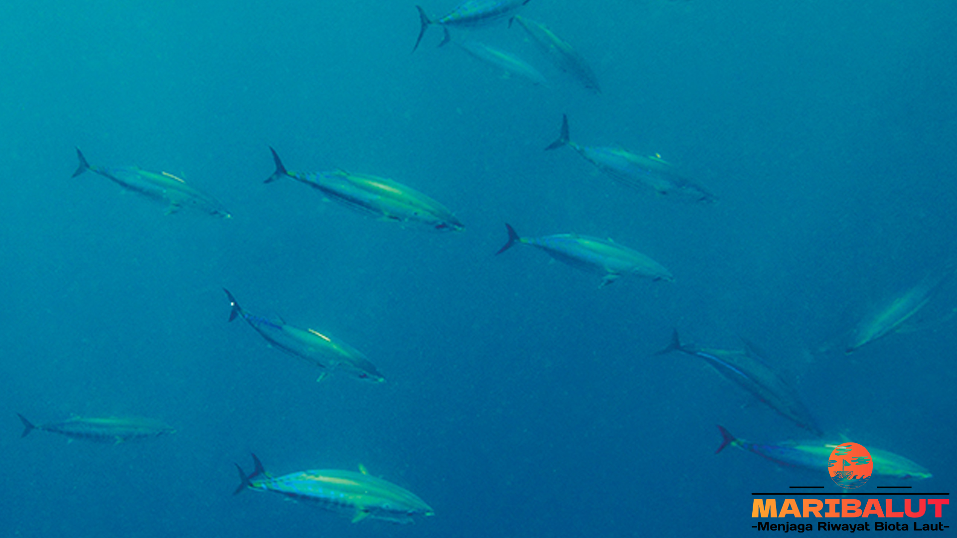 Ikan Cakalang: Fakta Menarik yang Membuatnya Primadona Laut