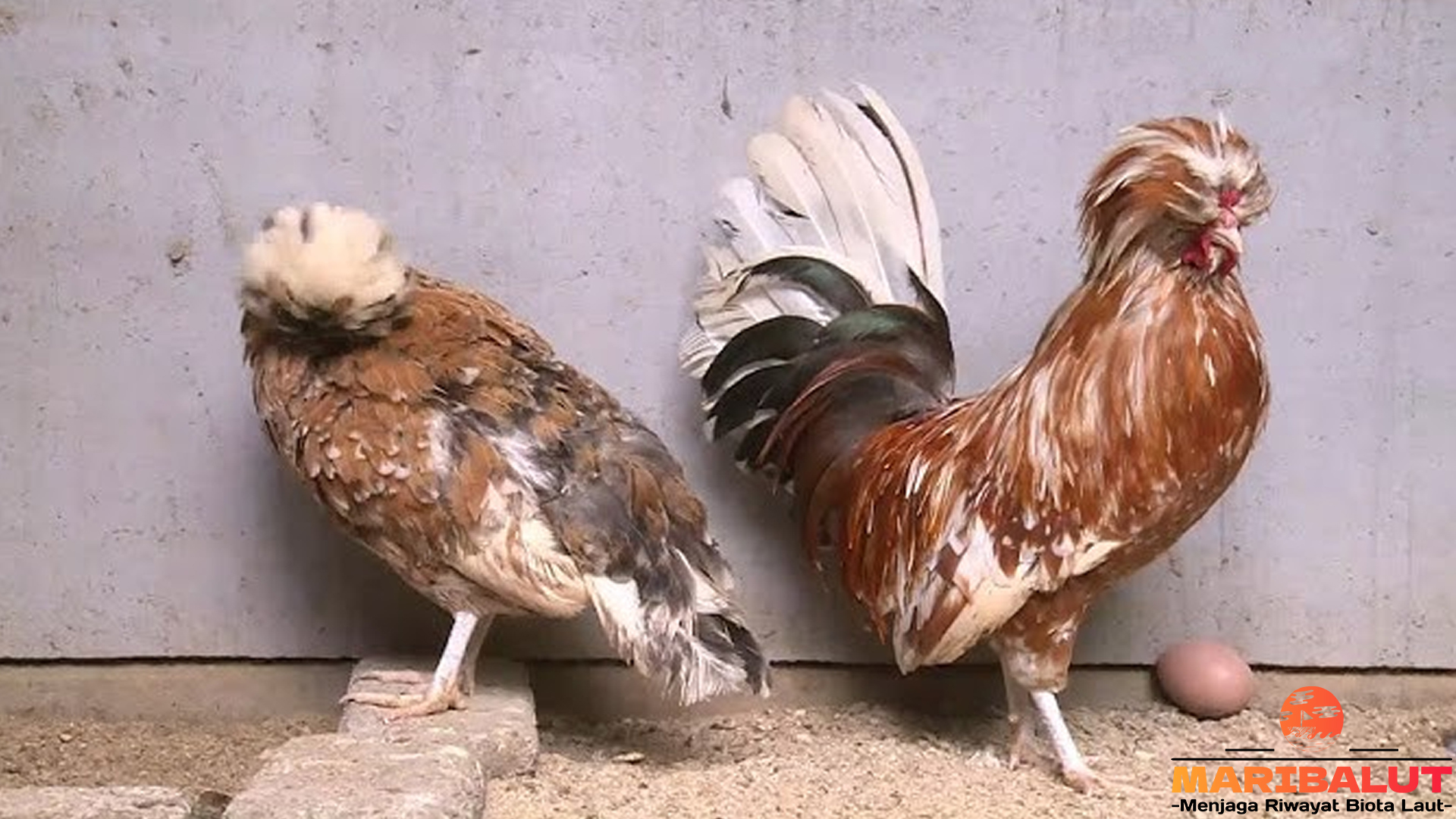 Keunikan Ayam Polandia: Si Cantik dengan Jambul Eksotis