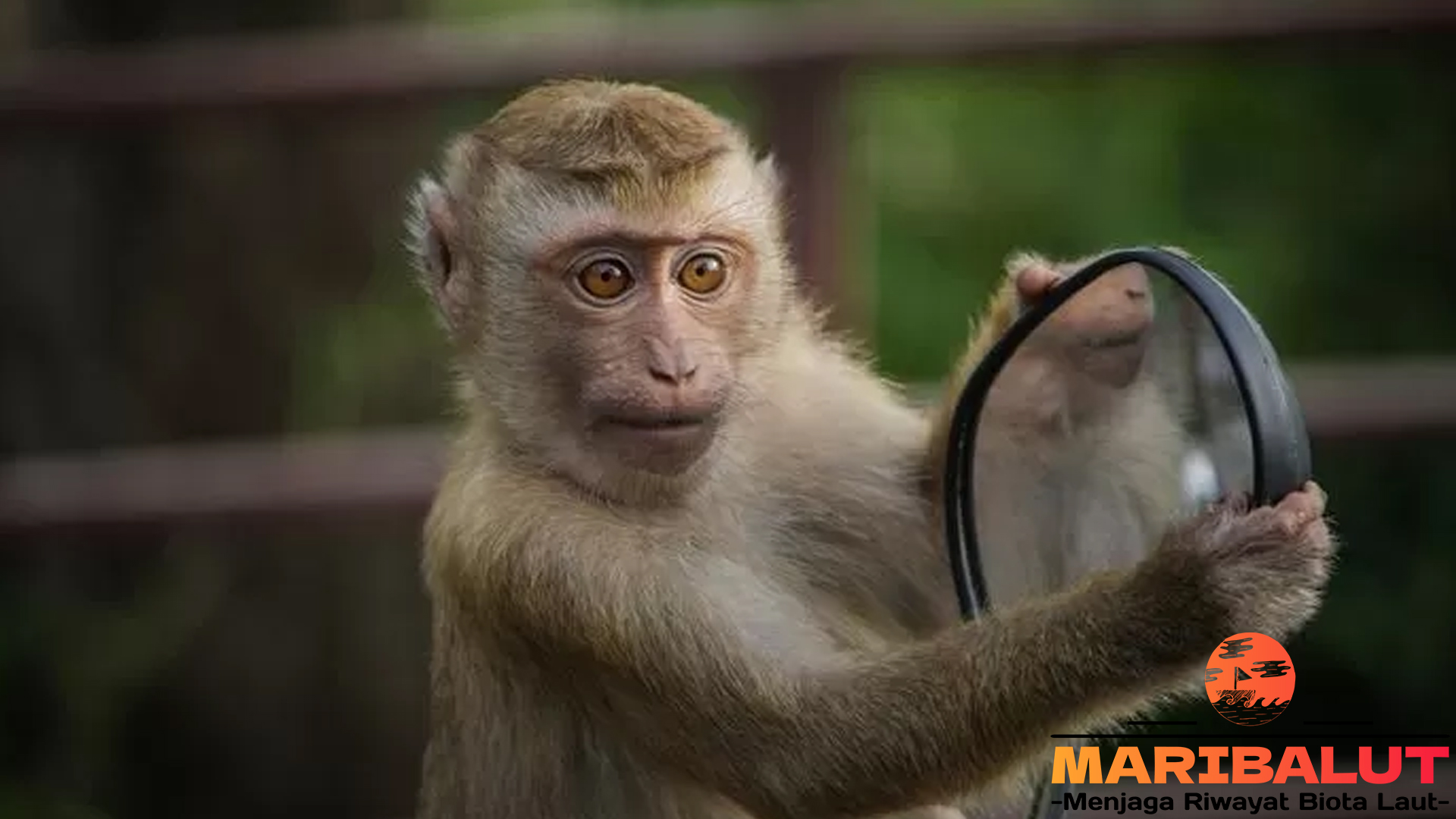 Mengungkap Dunia Kera: Fakta Menarik tentang Hewan Pintar Ini