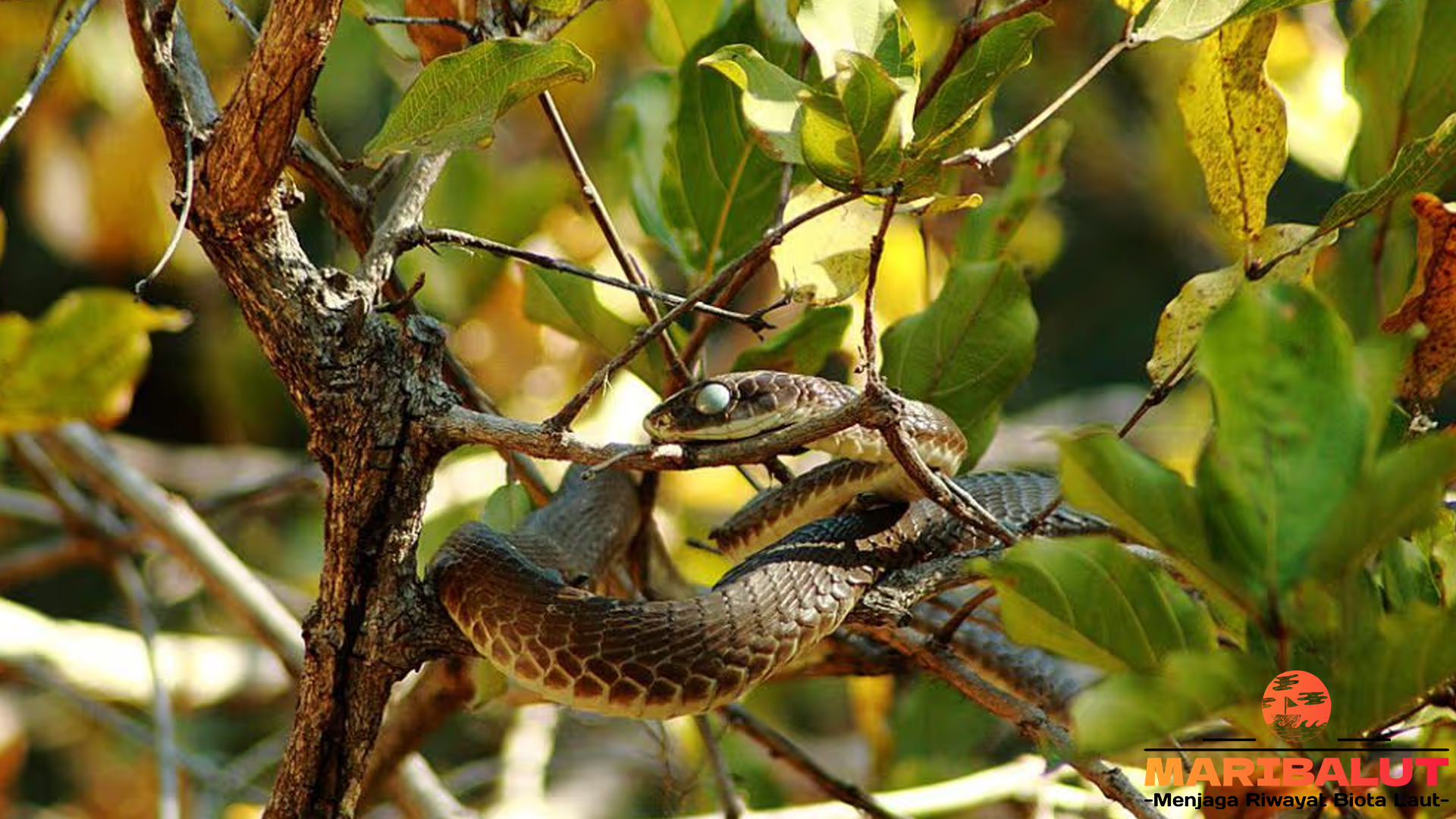 Mengenal Ular Boomslang: Si Pembunuh Tersembunyi di Alam Liar