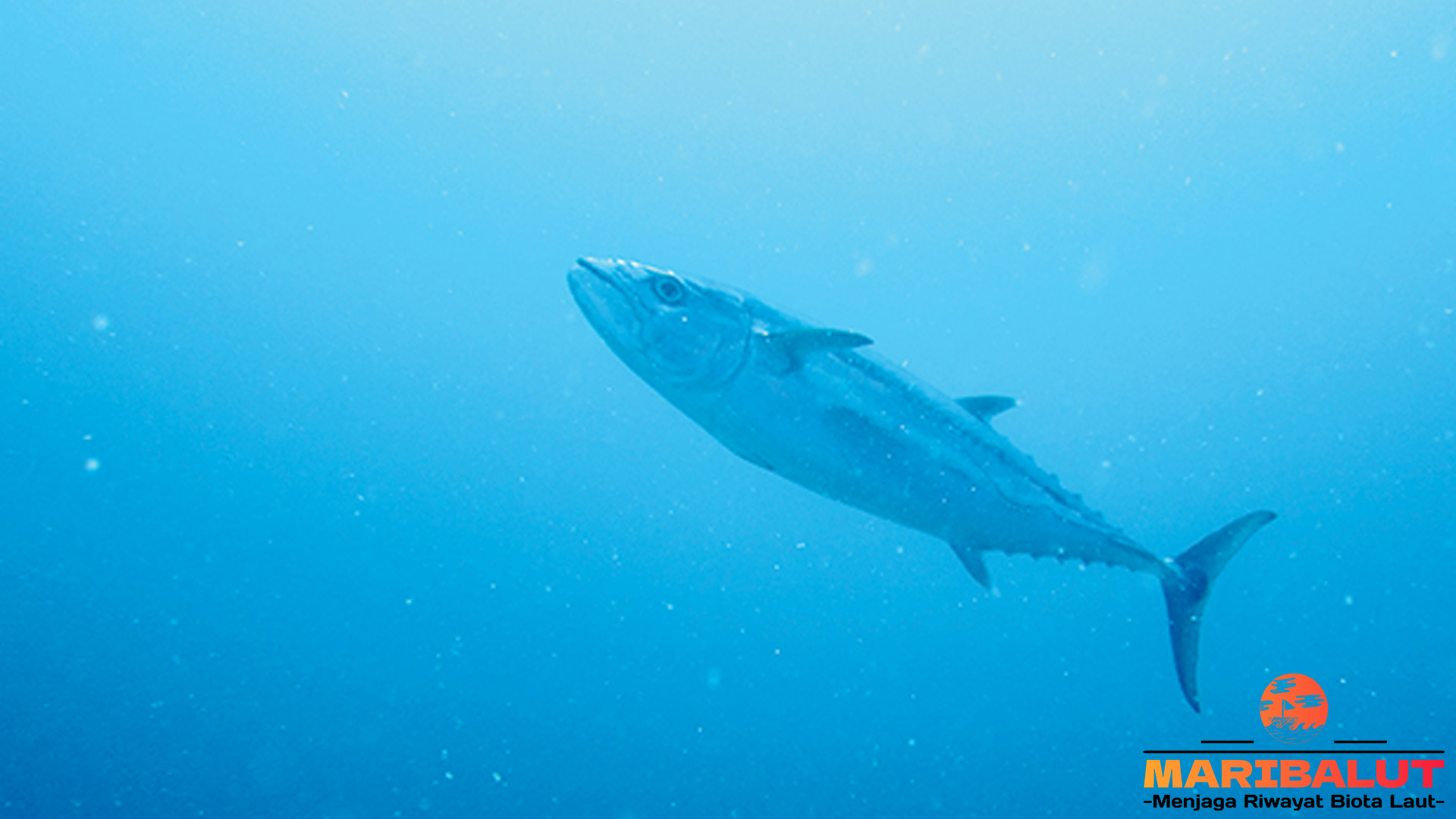 Ikan Cakalang: Fakta Menarik yang Membuatnya Primadona Laut