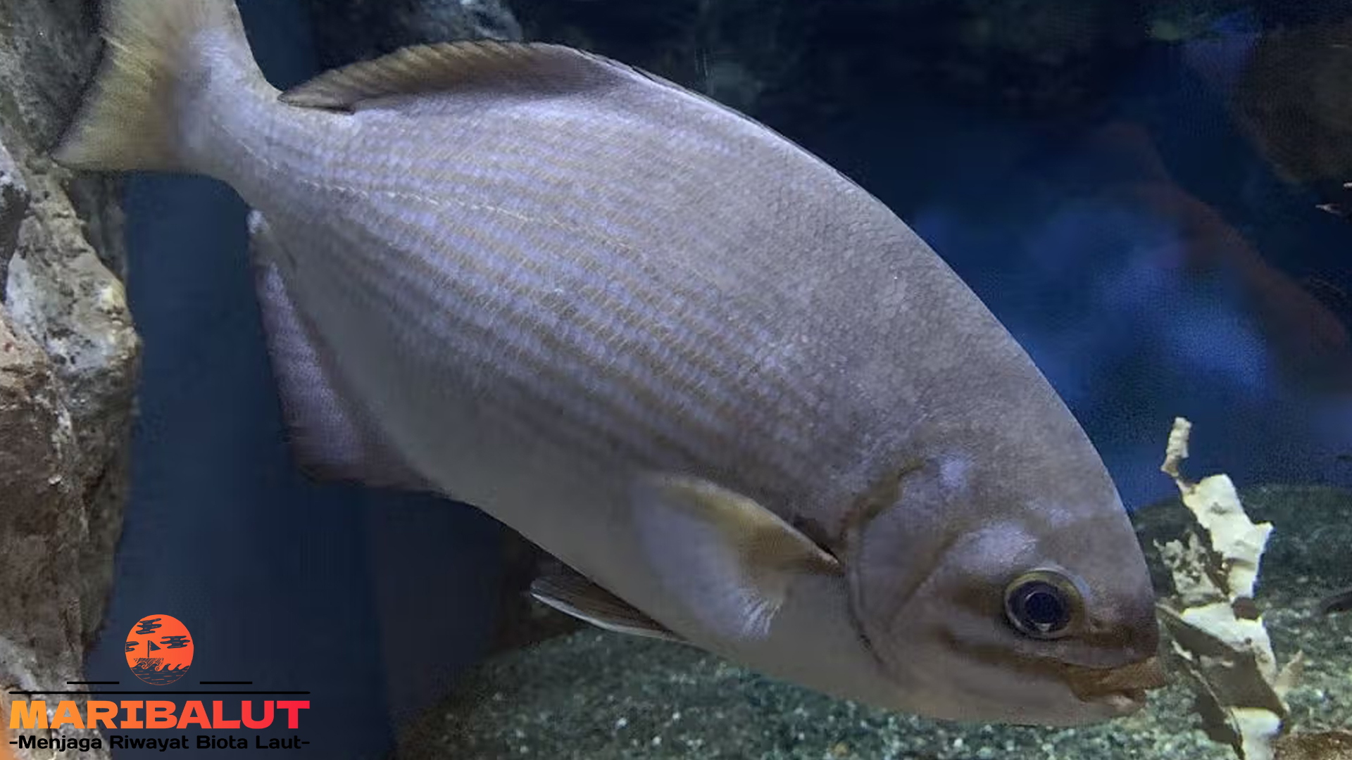 Ikan Kyphosus: Keindahan dan Keberadaannya di Laut Tropis