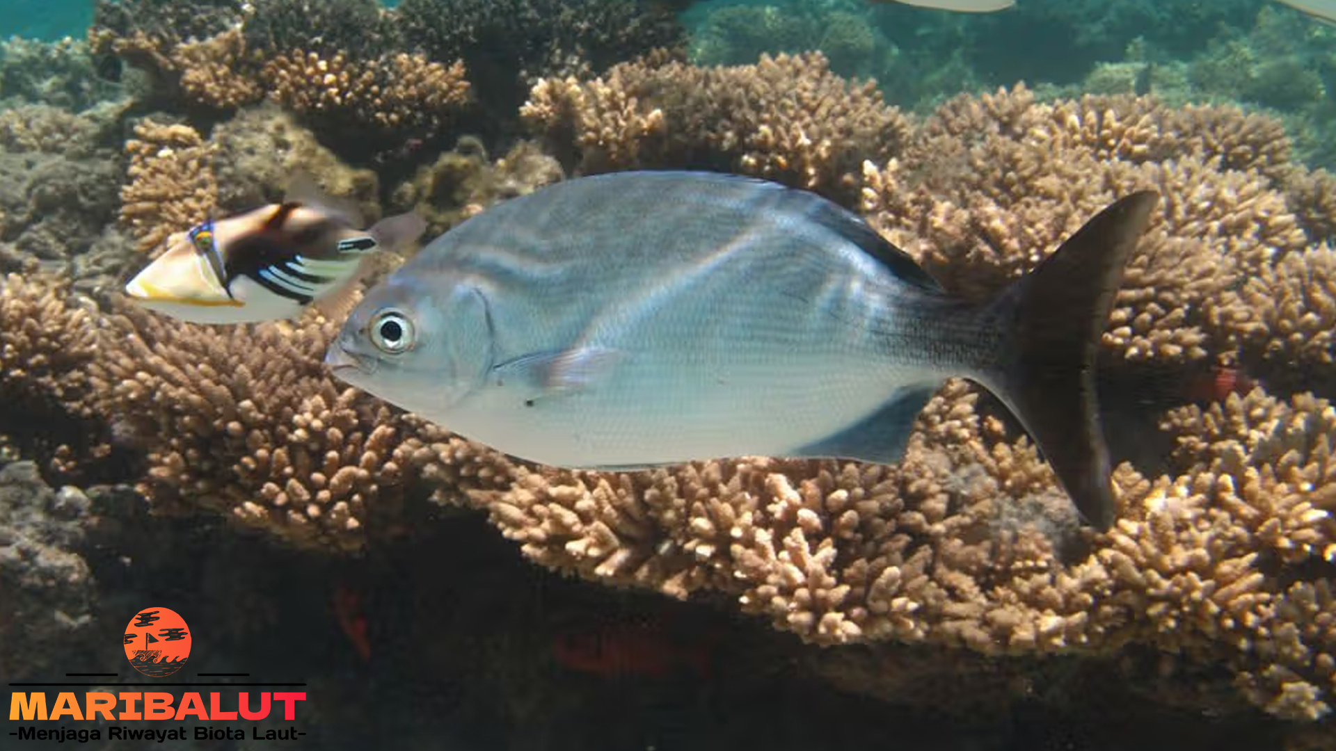 Ikan Kyphosus: Keindahan dan Keberadaannya di Laut Tropis