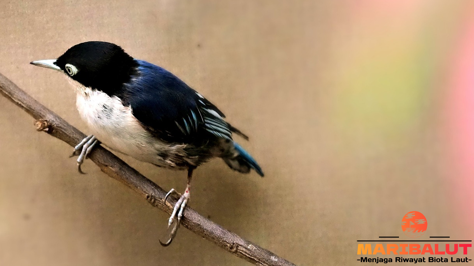 Pesona Burung Pengicau: Suara Merdu yang Menenangkan Jiwa