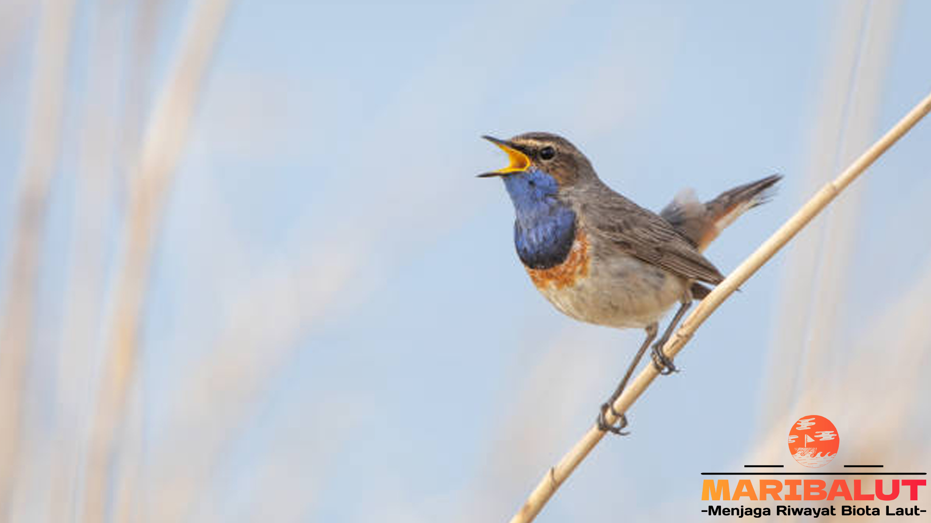 Pesona Burung Pengicau: Suara Merdu yang Menenangkan Jiwa