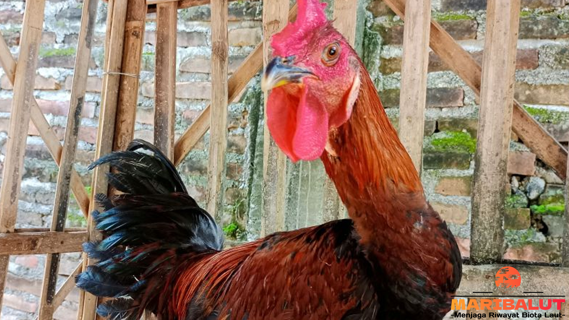 Keunikan Ayam Pelung yang Membuatnya Dikenal di Indonesia