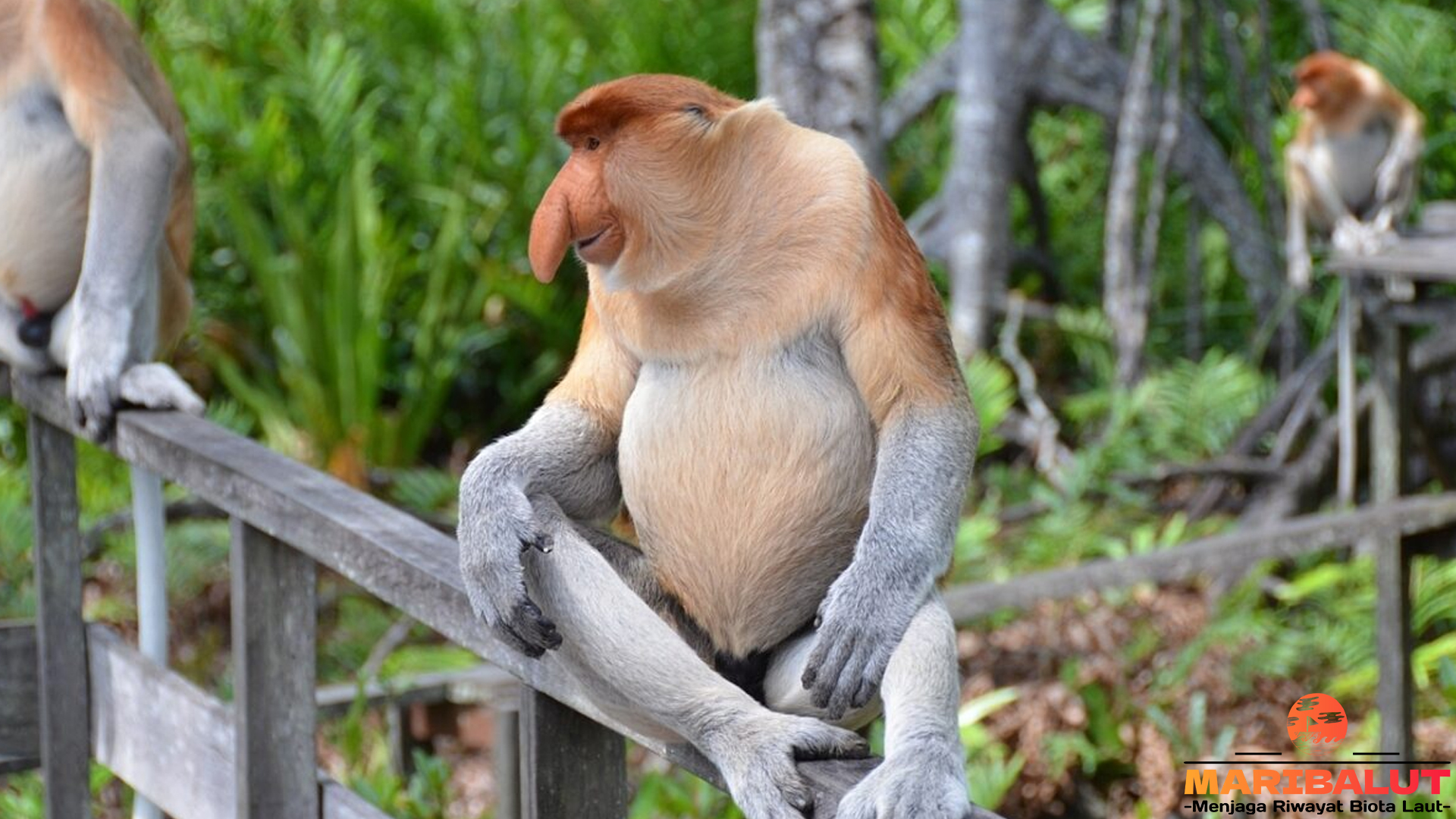 Konservasi Bekantan: Menyelamatkan Spesies Kalimantan