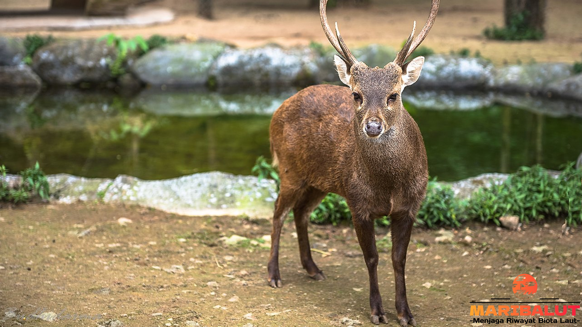 Perjuangan Rusa Bawean dalam Menghadapi Krisis Habitat