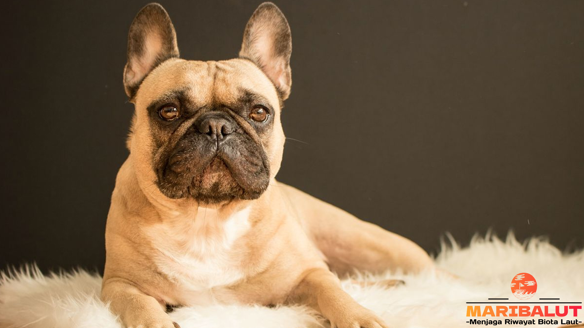 Mengenal Bulldog Prancis: Teman Setia yang Menggemaskan