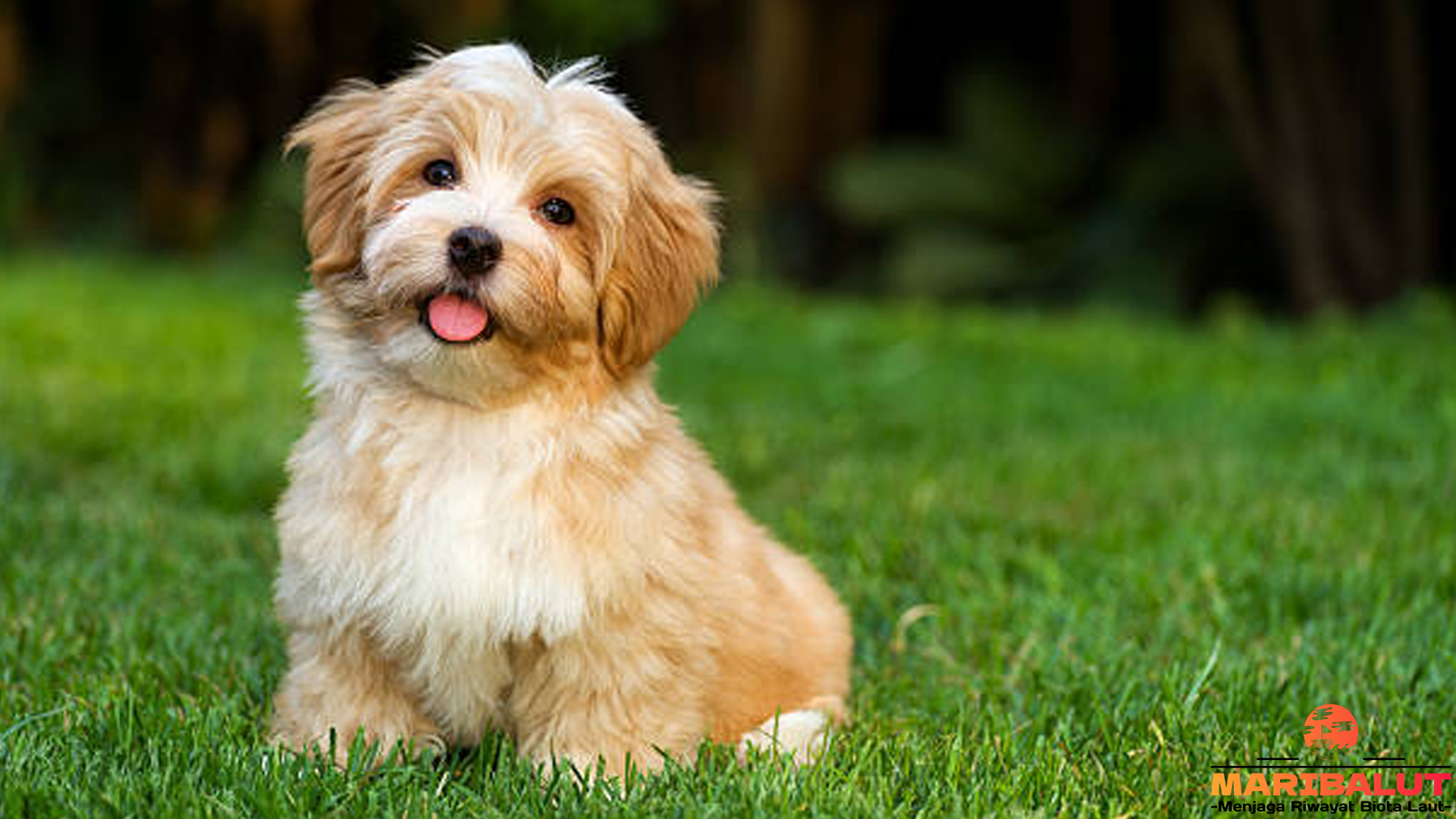 Pesona Bichon Havanais: Anjing Mini dengan Hati yang Besar