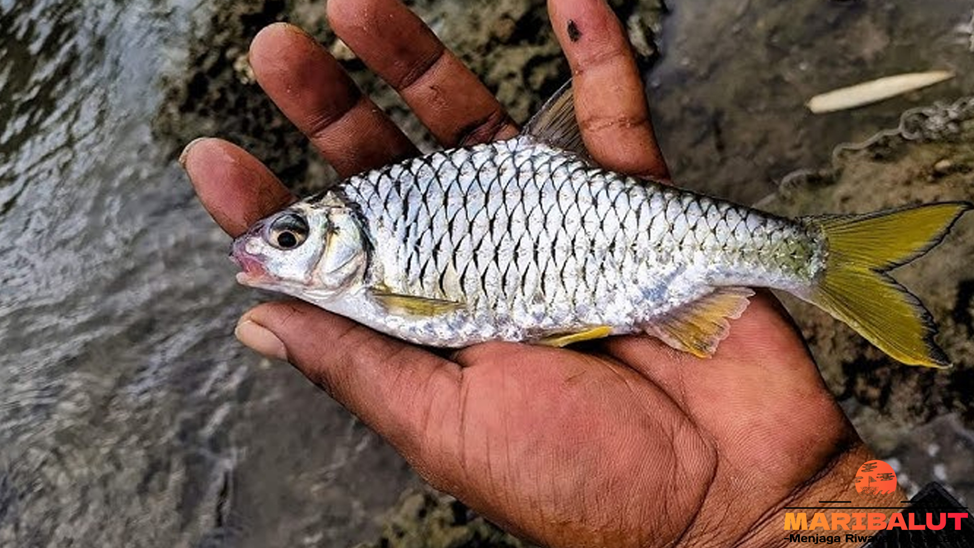 Ikan Genggehek: Antara Mitos dan Manfaatnya dalam Ekosistem