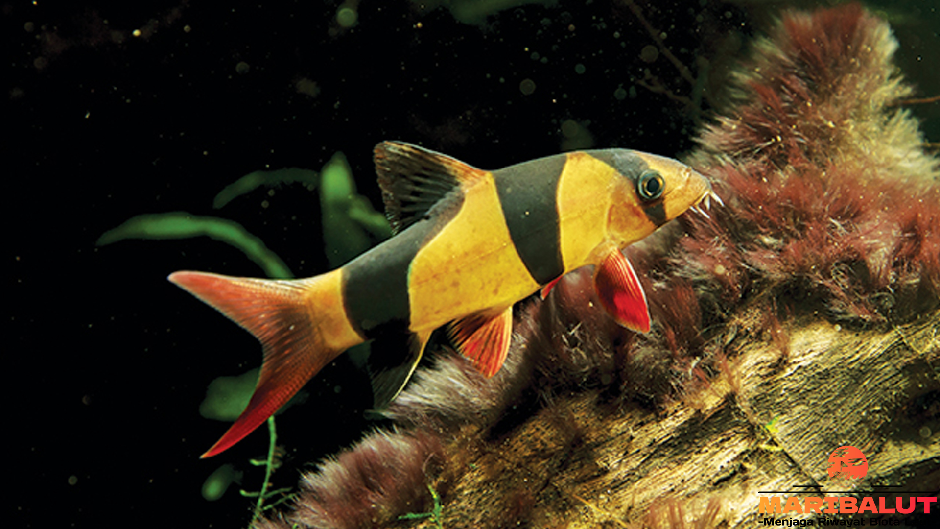 Ikan Botia: Penjaga Kebersihan Akuarium dengan Karakter Menarik