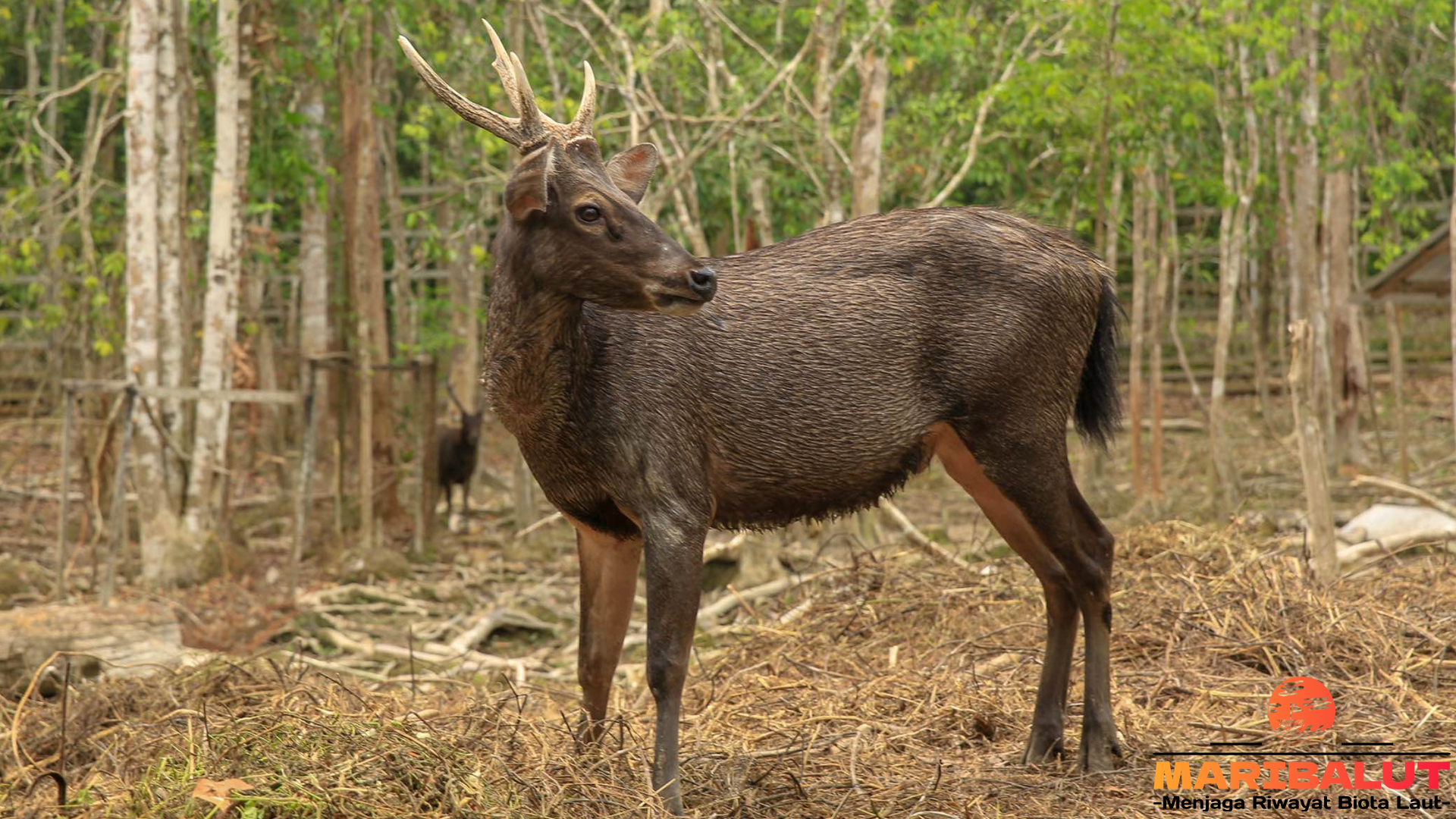Rusa Sambar: Peranannya Vital dalam Ekosistem Hutan Tropis