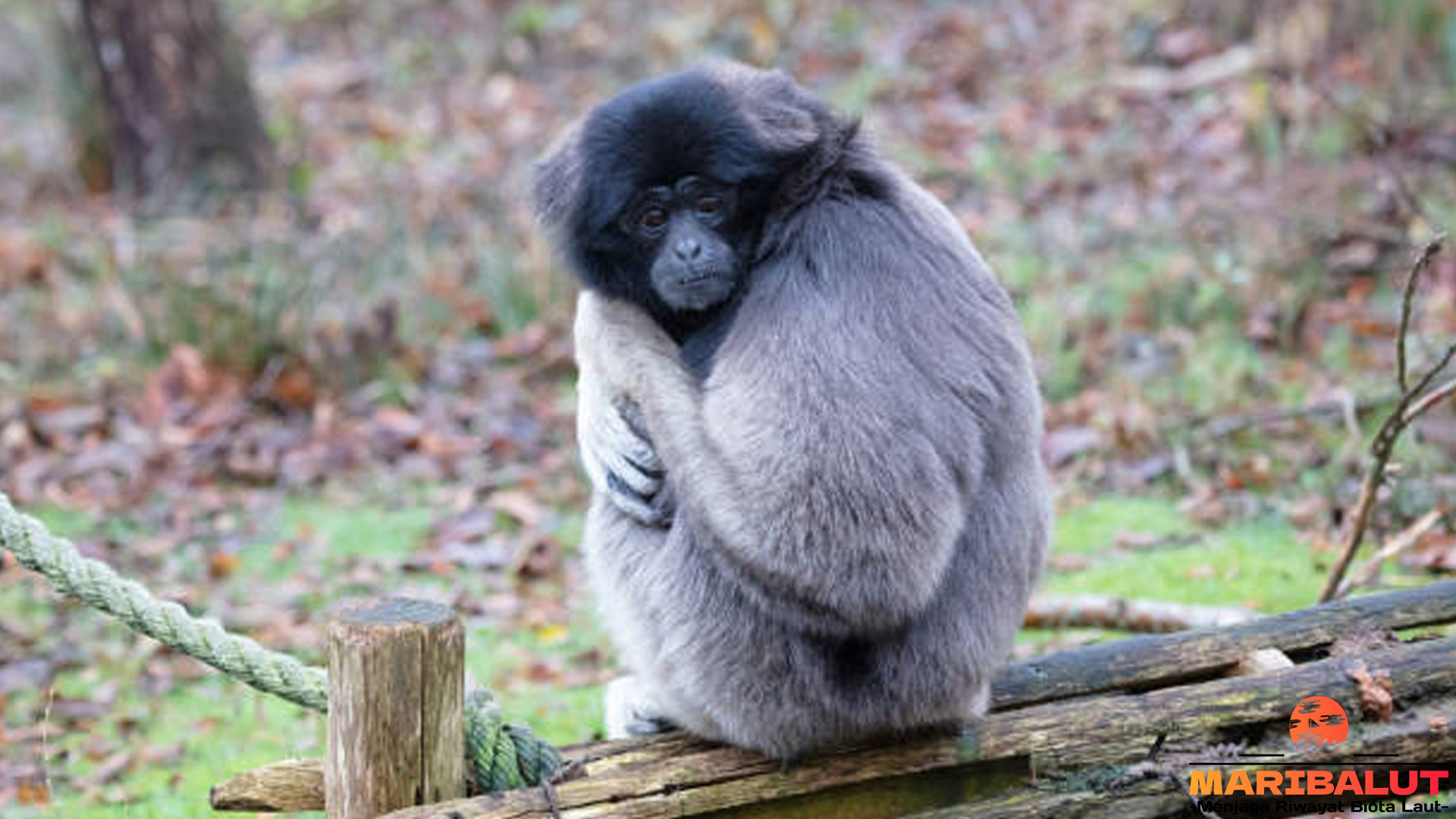 Owa Kalawat: Primata Endemik Kalimantan yang Terancam Punah
