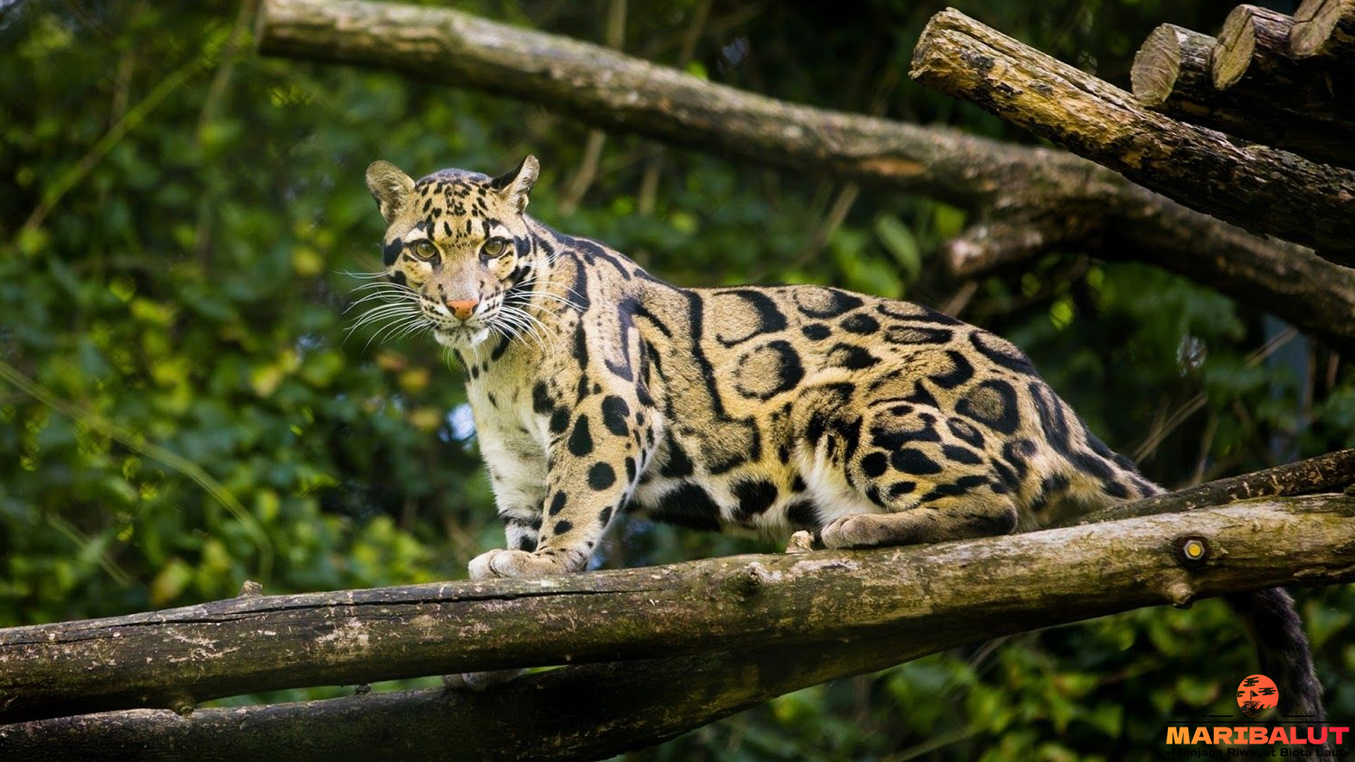 Macan Dahan: Keindahan dan Bahaya di Balik Keanggunannya