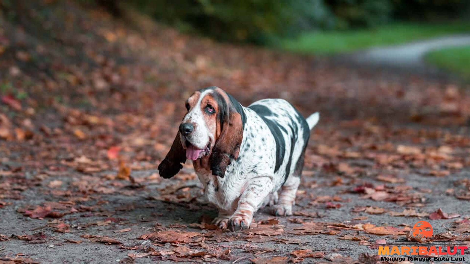 Basset Hound: Anjing Pintar dengan Kepribadian yang Penuh Cinta