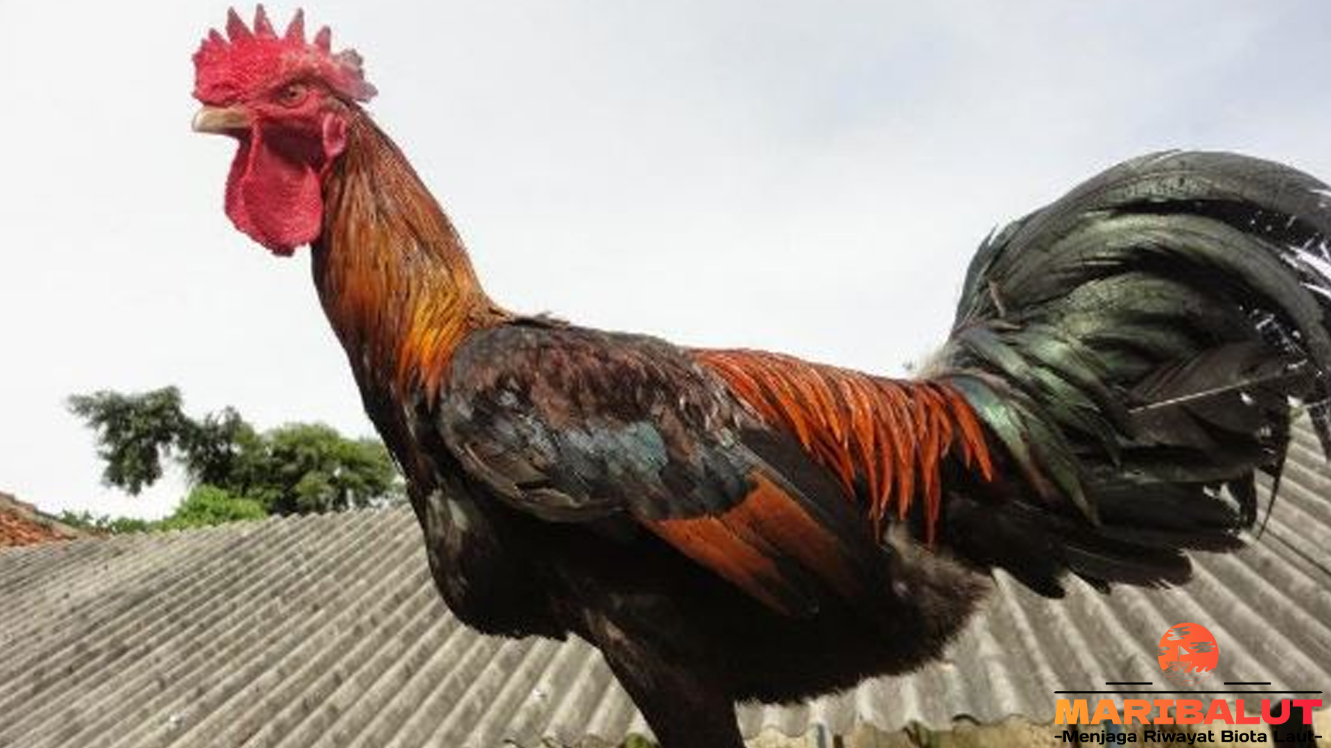 Keunikan Ayam Pelung yang Membuatnya Dikenal di Indonesia