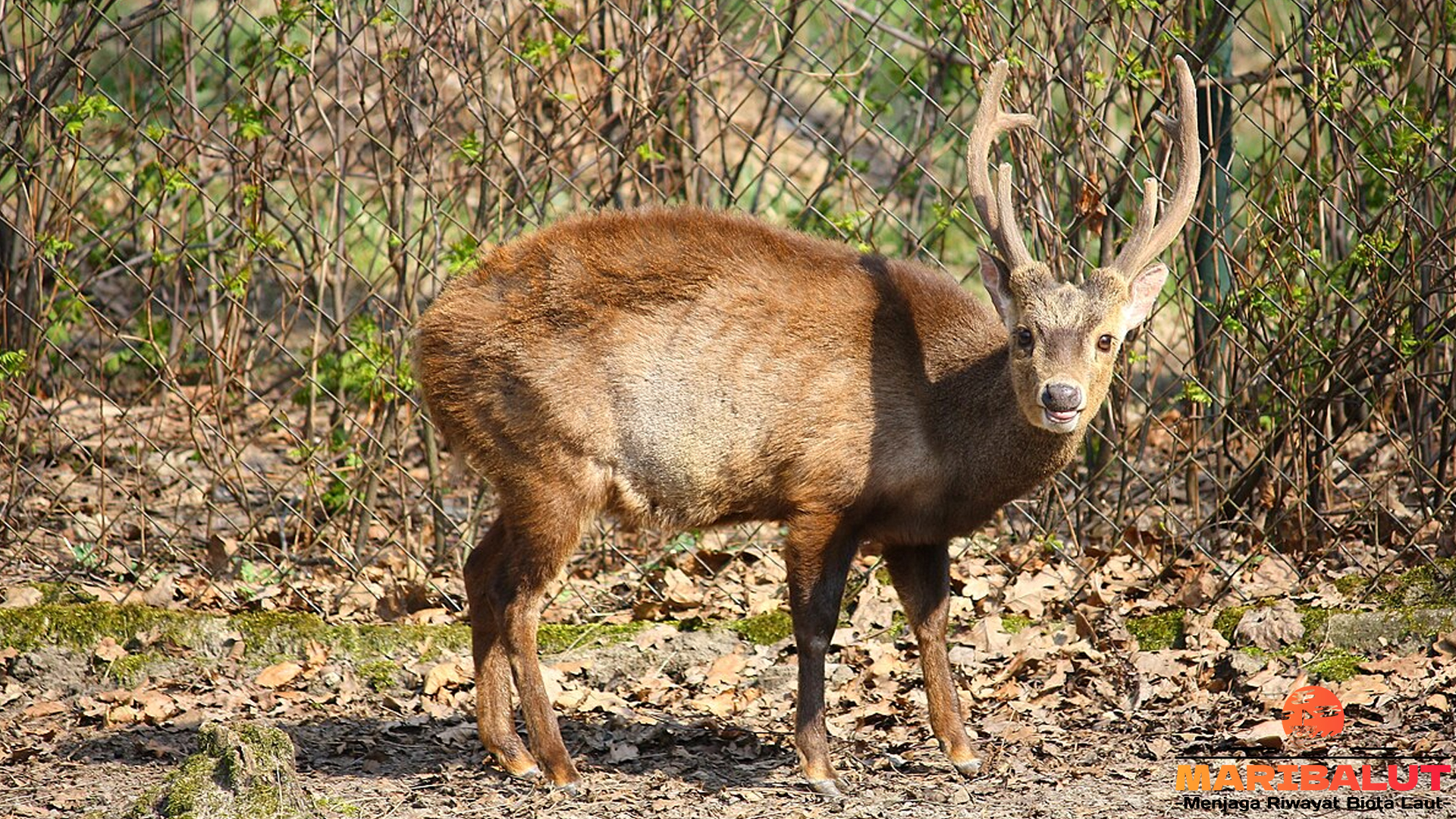 Perjuangan Rusa Bawean dalam Menghadapi Krisis Habitat