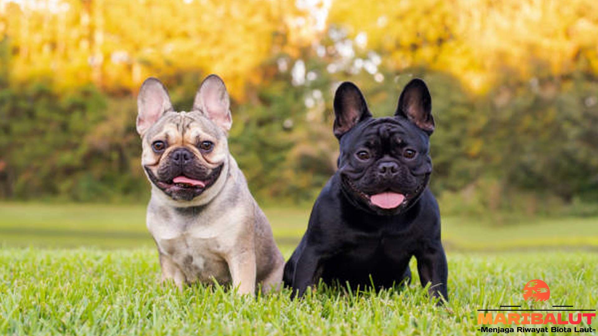 Mengenal Bulldog Prancis: Teman Setia yang Menggemaskan