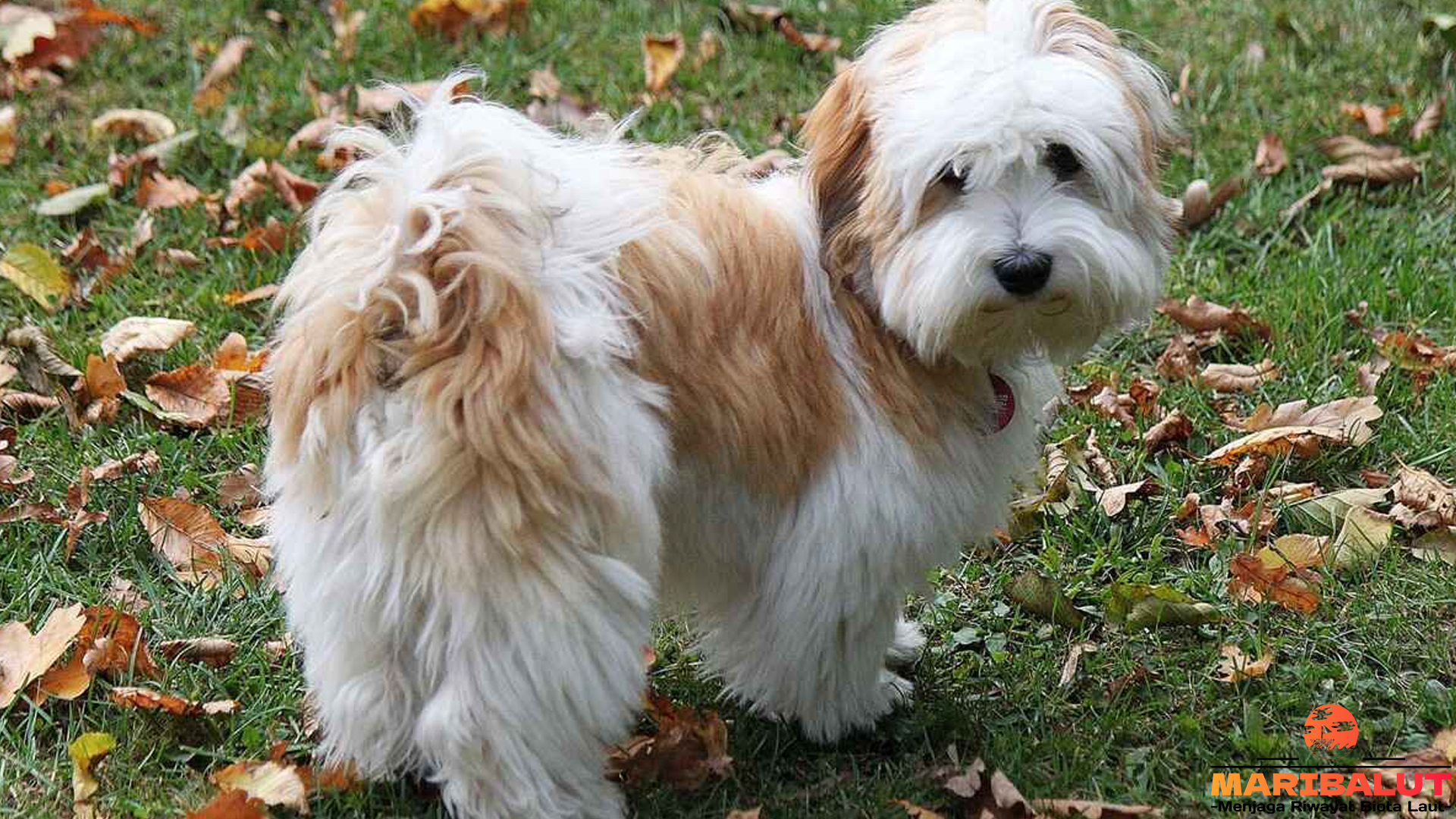 Pesona Bichon Havanais: Anjing Mini dengan Hati yang Besar