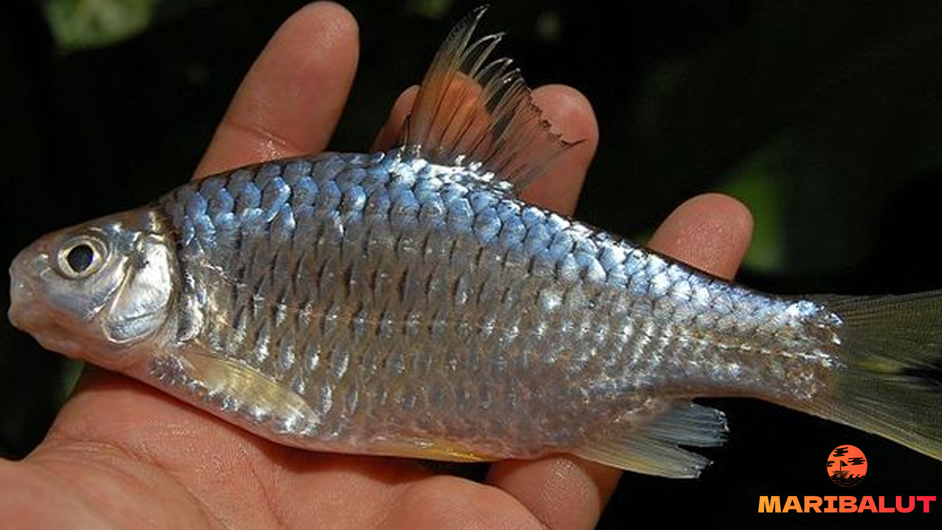 Ikan Genggehek: Antara Mitos dan Manfaatnya dalam Ekosistem