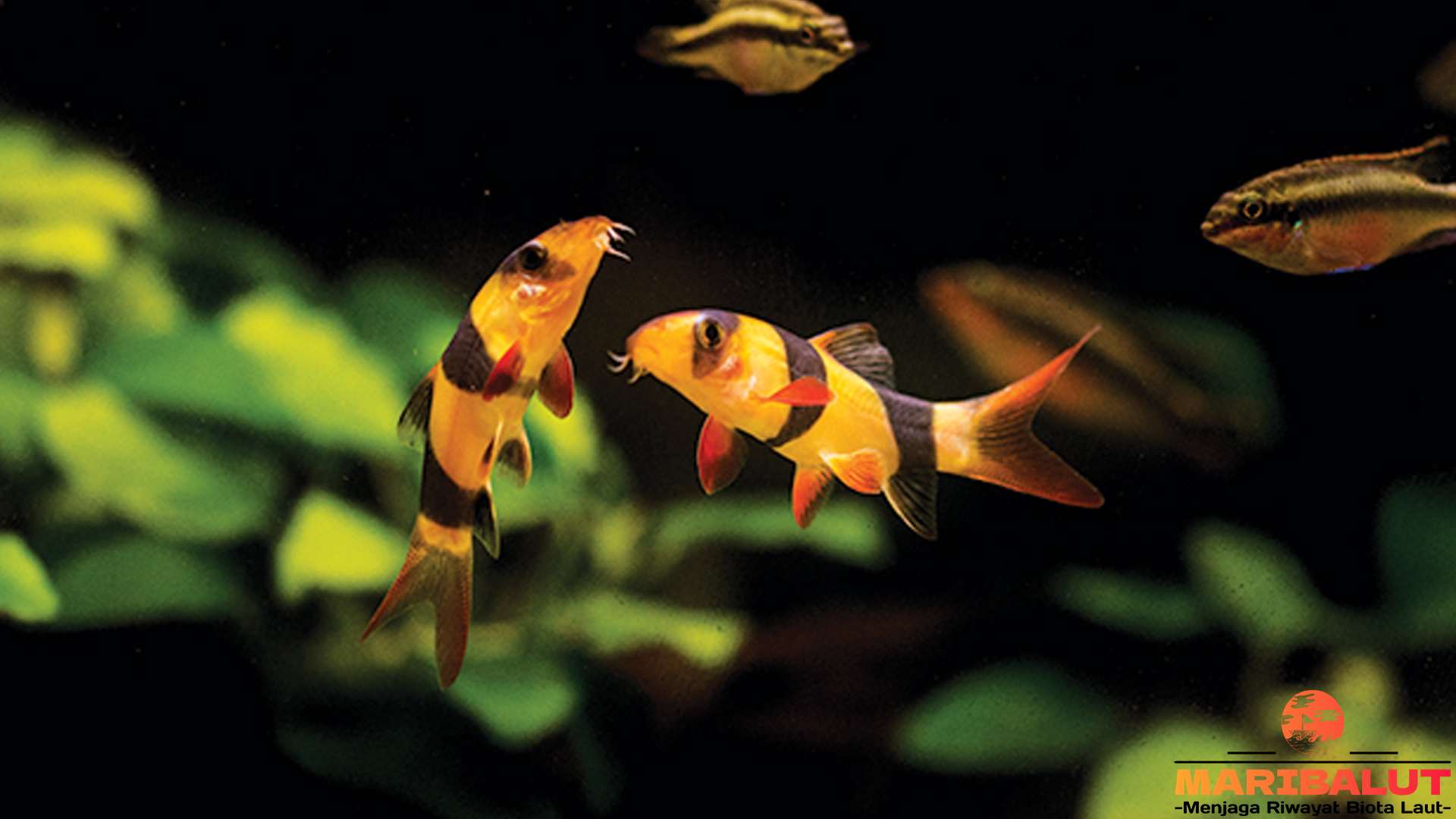Ikan Botia: Penjaga Kebersihan Akuarium dengan Karakter Menarik