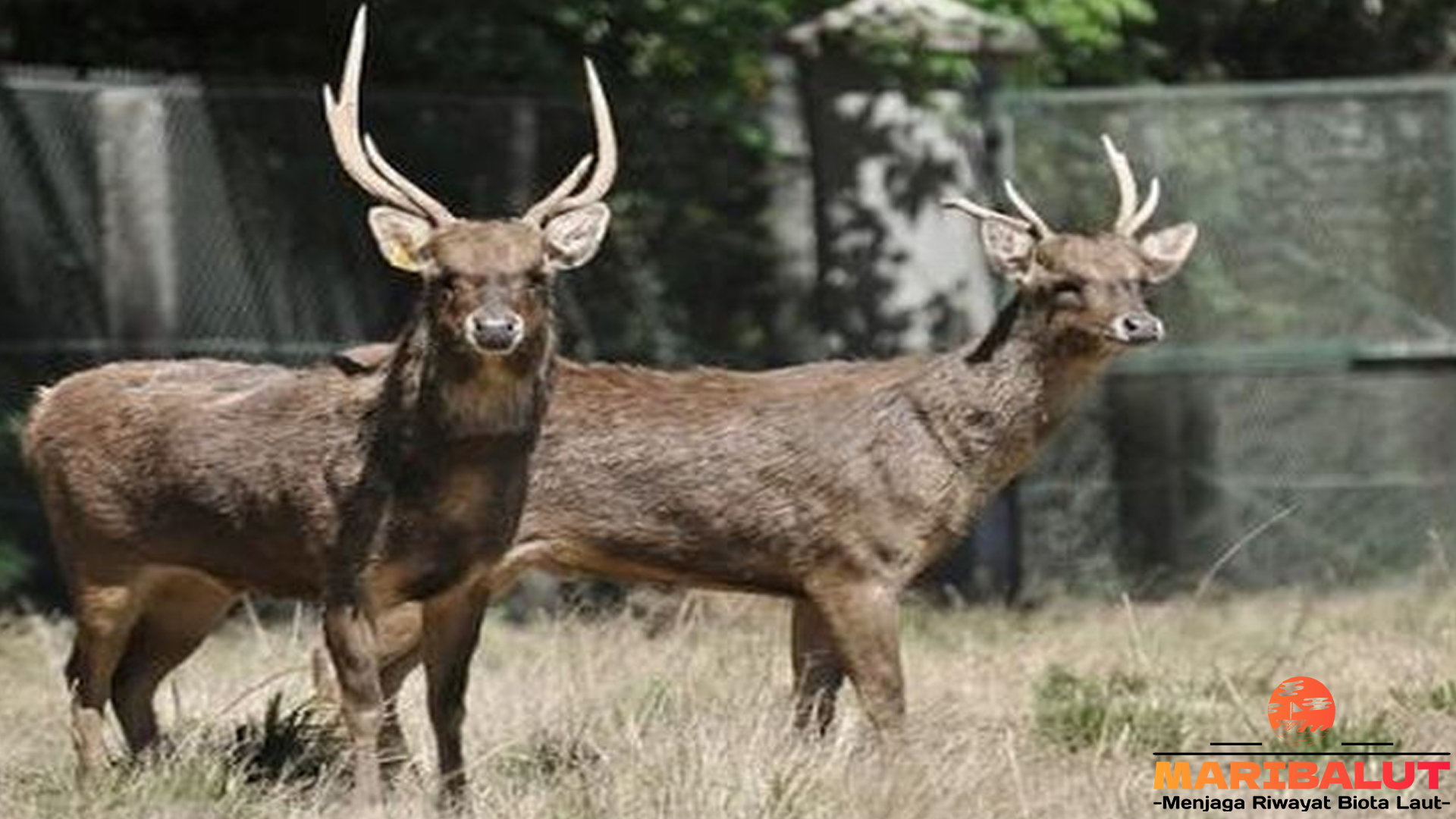 Rusa Sambar: Peranannya Vital dalam Ekosistem Hutan Tropis