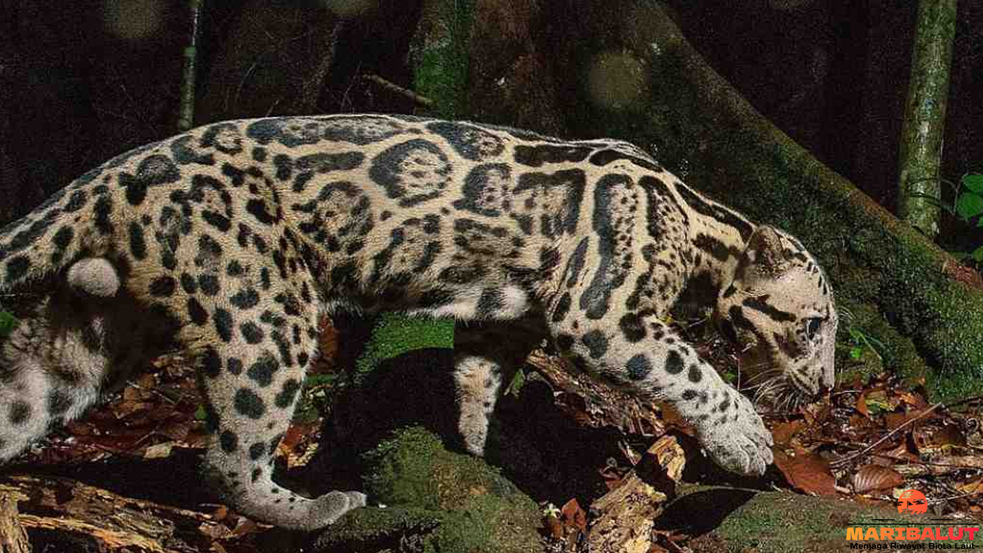 Macan Dahan: Keindahan dan Bahaya di Balik Keanggunannya