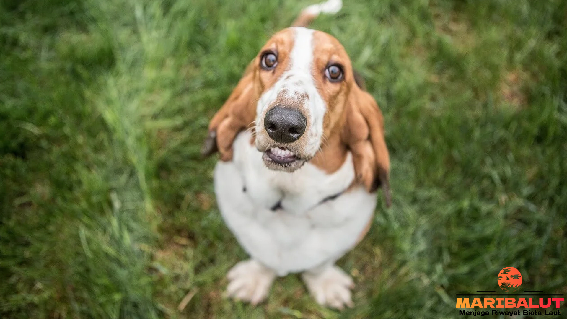 Basset Hound: Anjing Pintar dengan Kepribadian yang Penuh Cinta