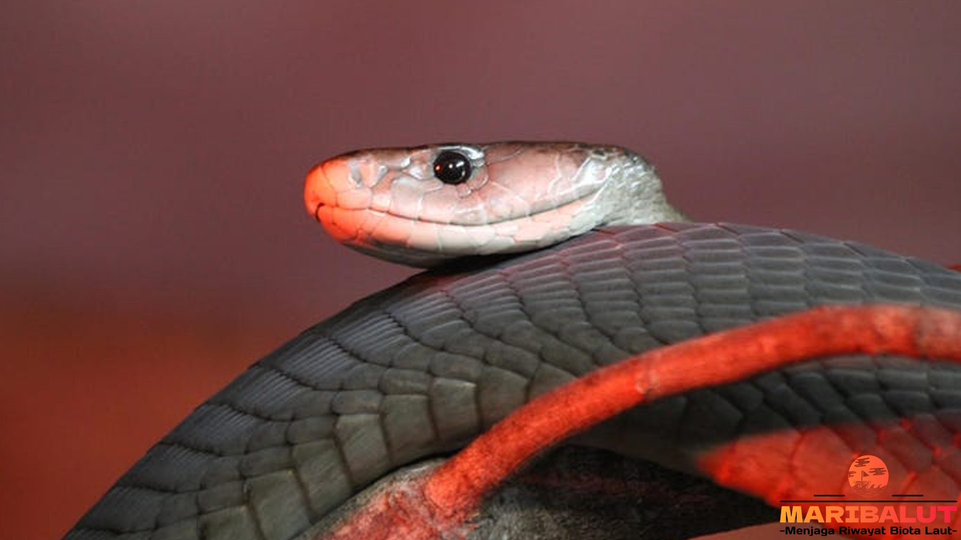 Mengenal Ular Mamba: Salah Satu Ular Paling Mematikan di Dunia